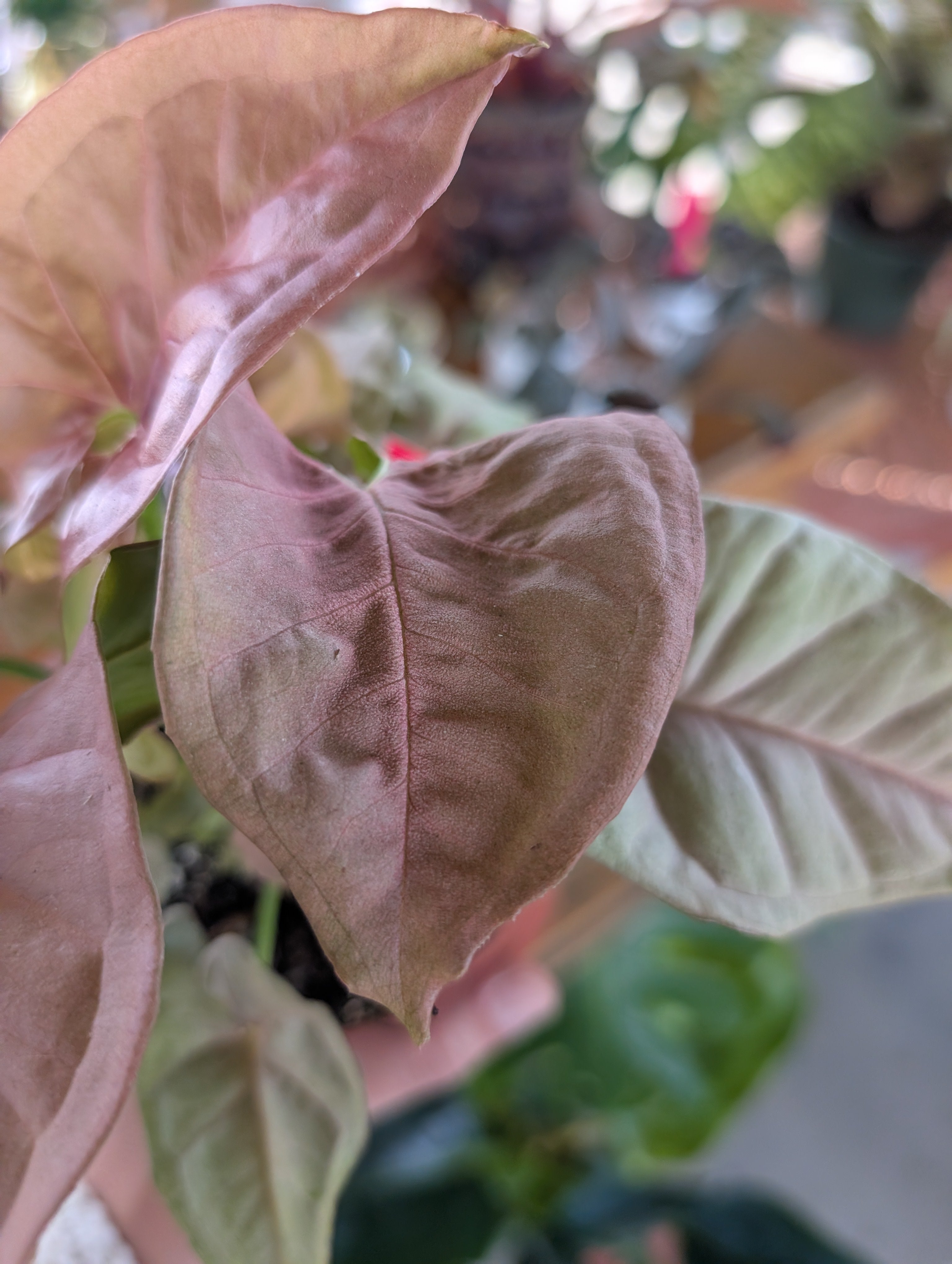 Pink Syngonium image 3