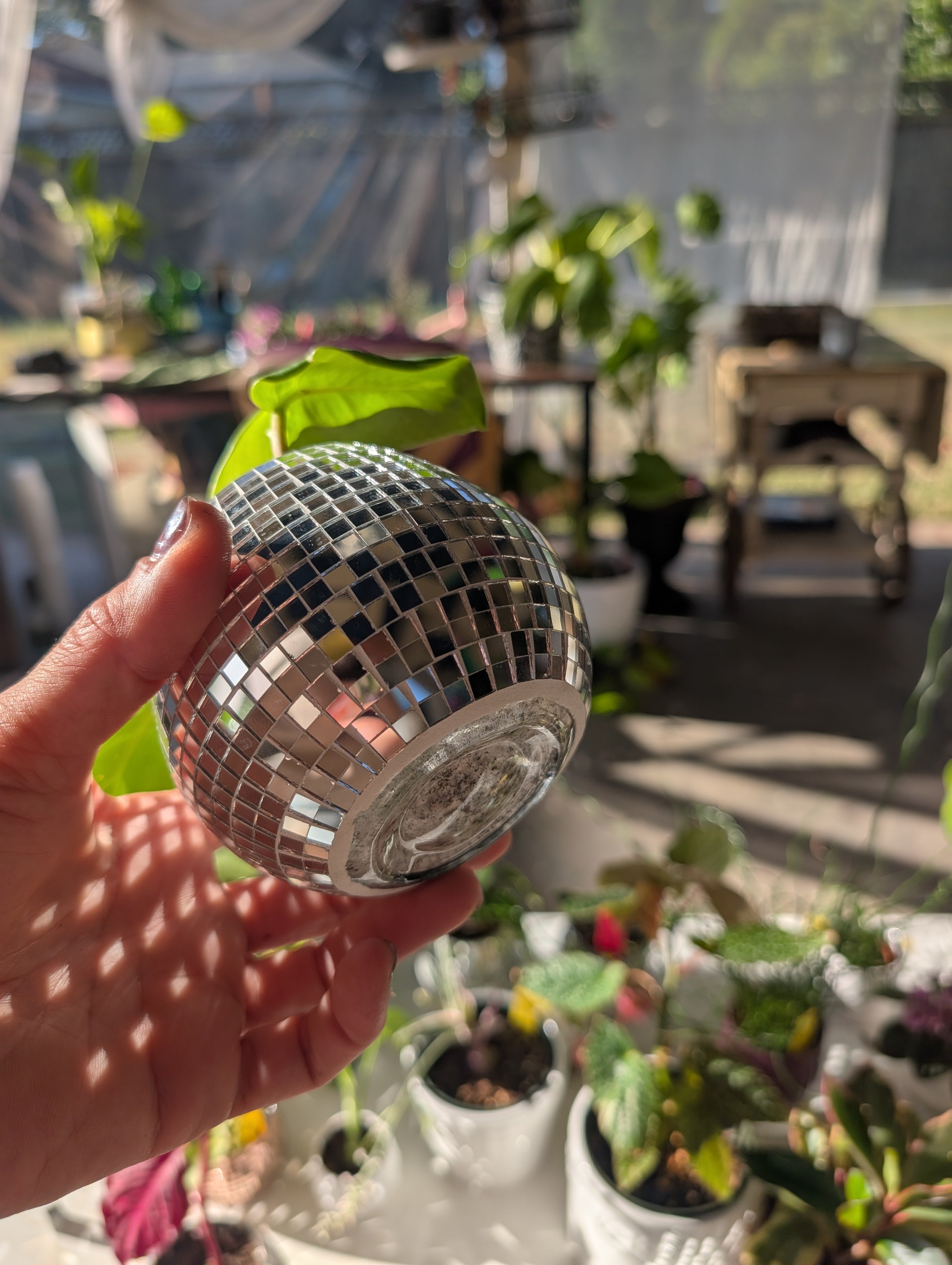 Philodendron erubescens 'white princess' in 4" Disco mirrored vase image 5