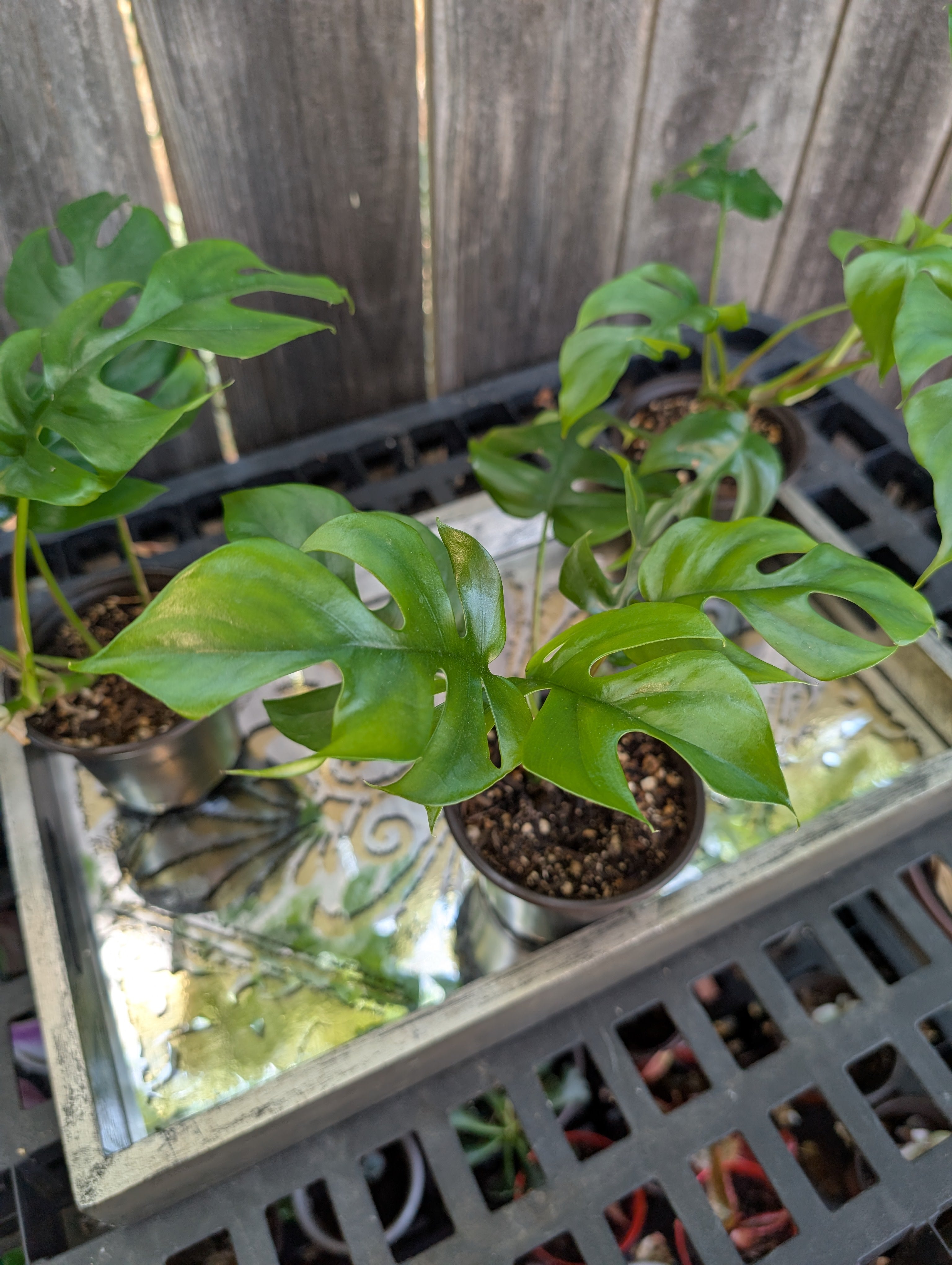 Mini Monstera - Raphidophora tetrasperma image 0