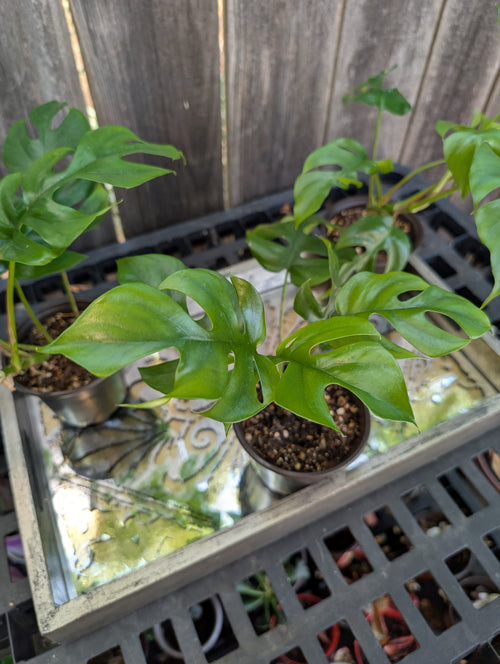 Mini Monstera - Raphidophora tetrasperma image 0