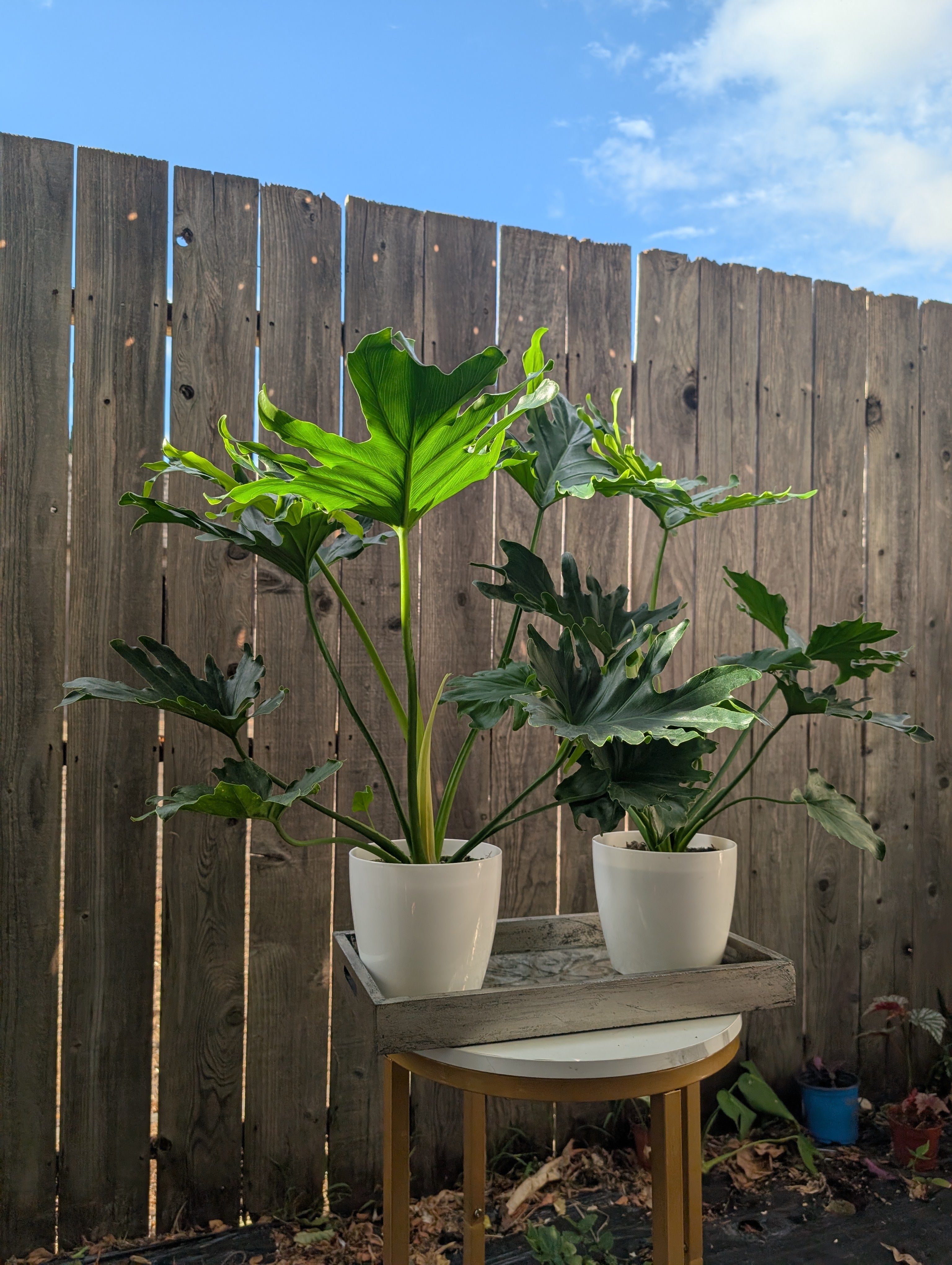 Philodendron 'lickety split' image 6