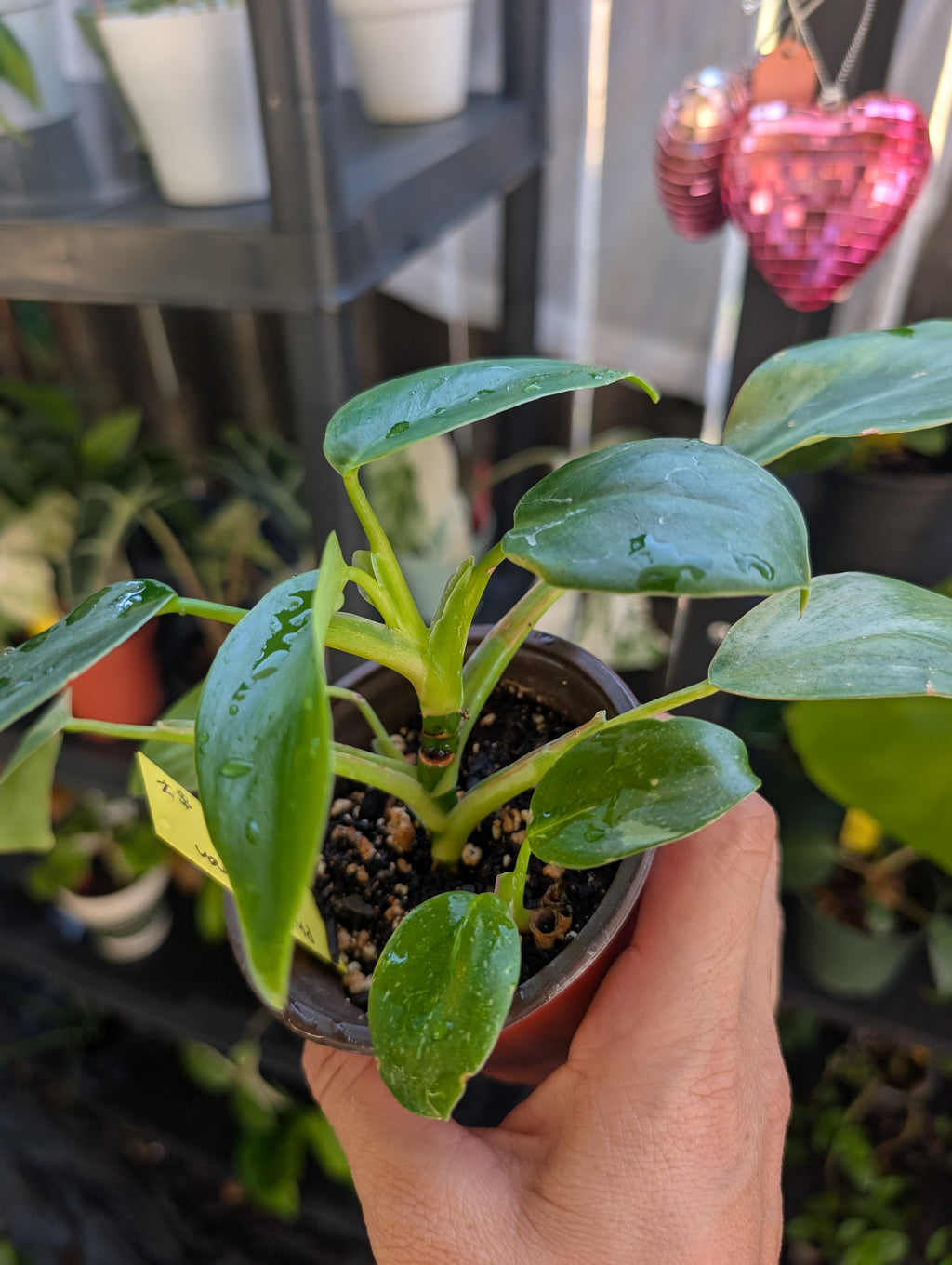 Philodendron 'white wizard' reverted image 4