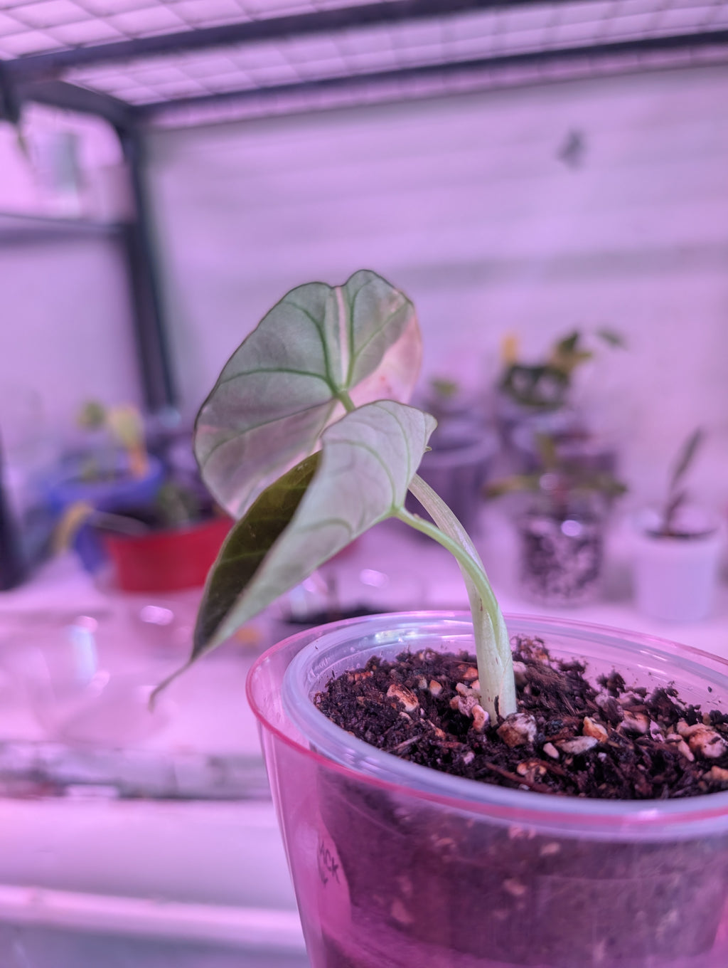 Alocasia reginula 'black velvet pink' image 5