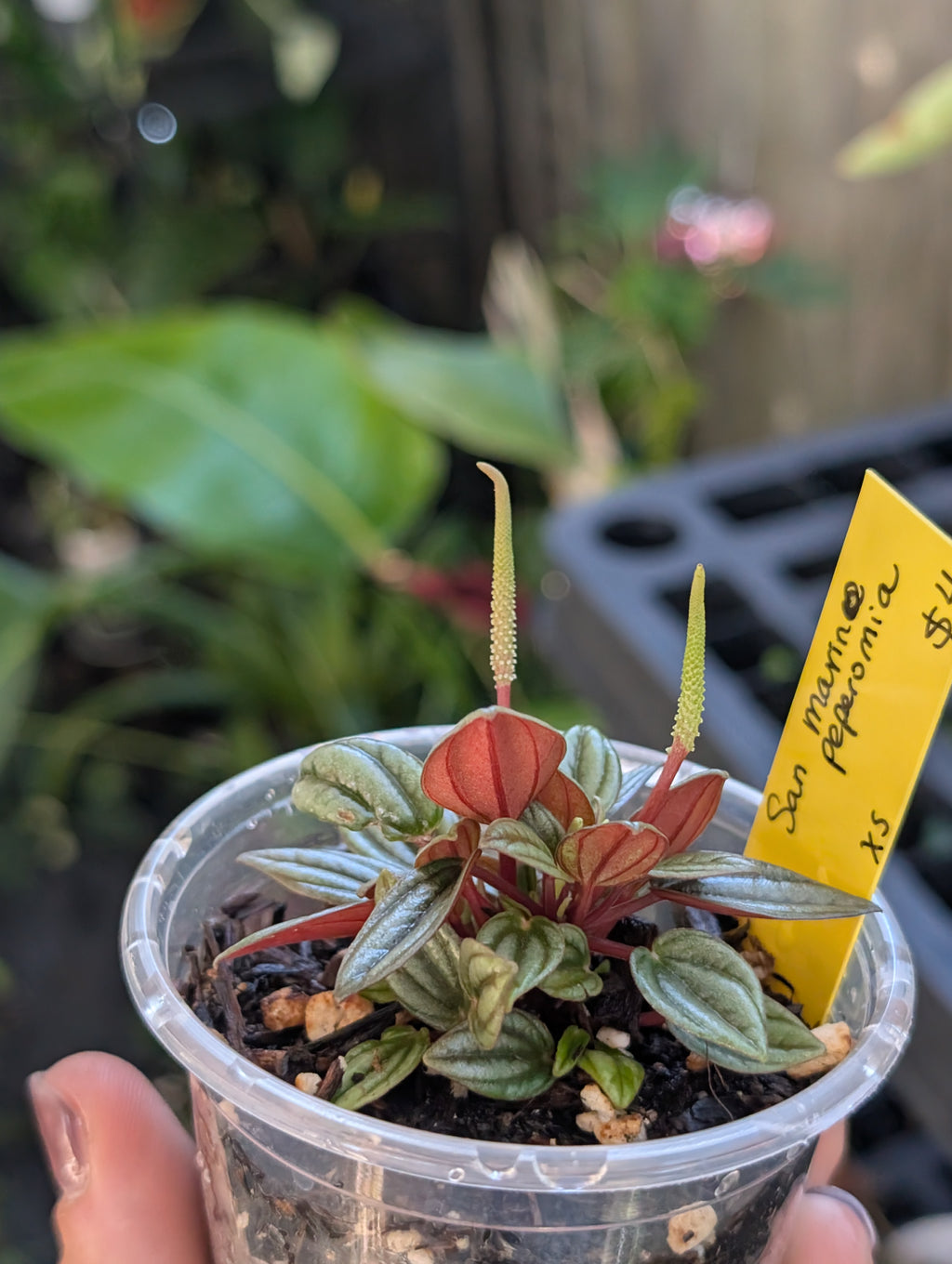 Peperomia 'san marino' image 10
