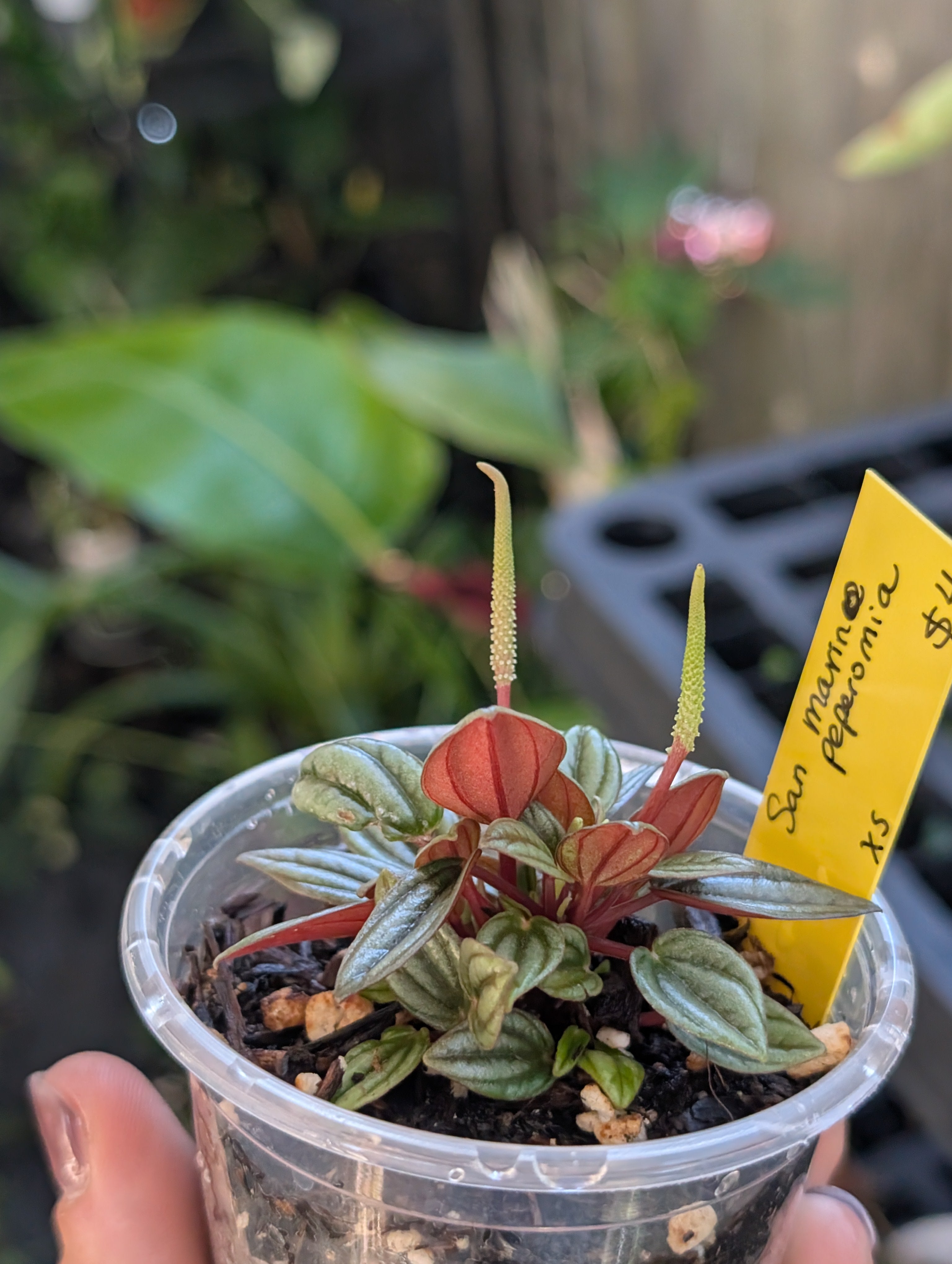 Peperomia 'san marino' image 10