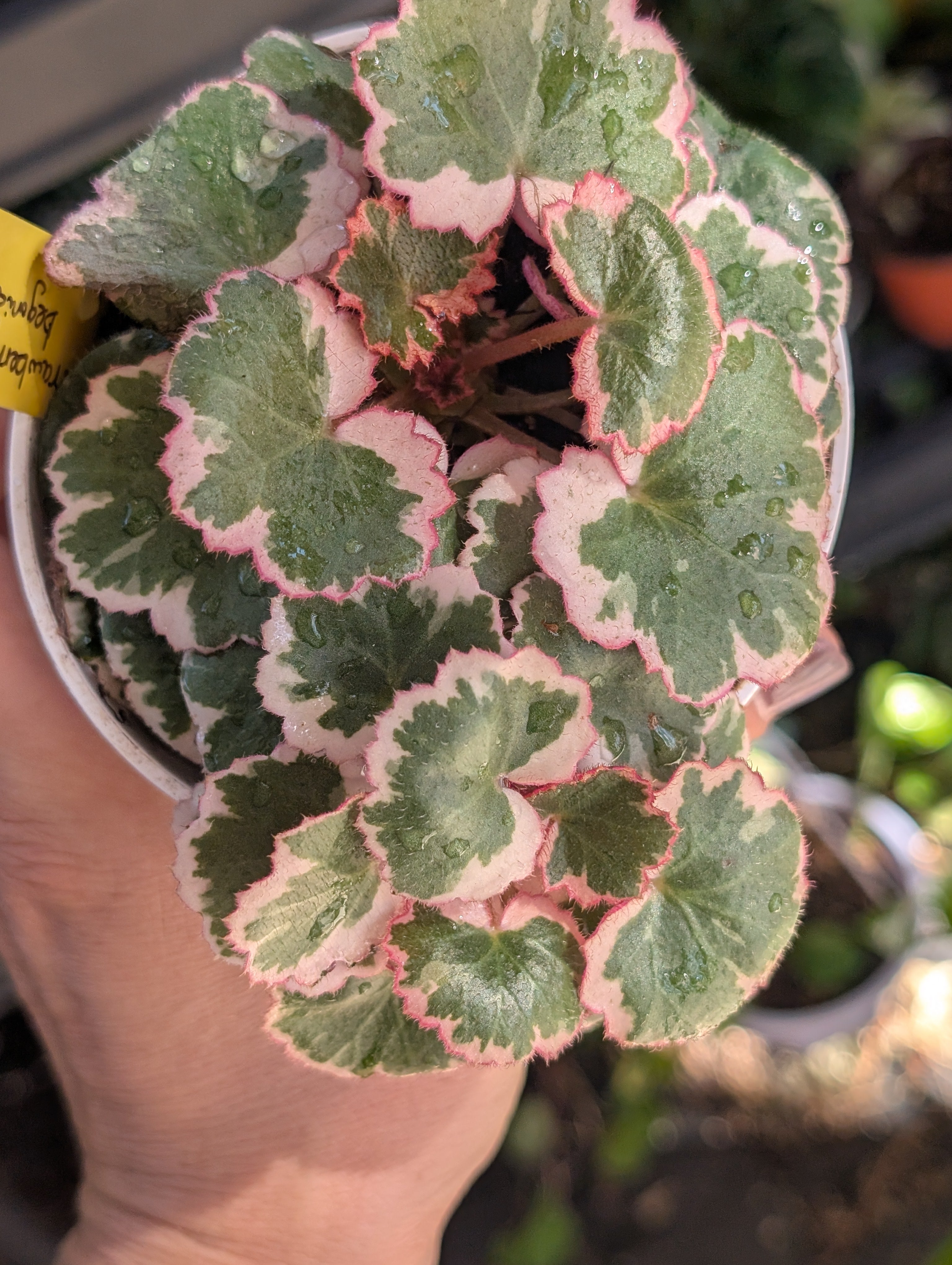 Saxifraga stolonifera variegata image 9