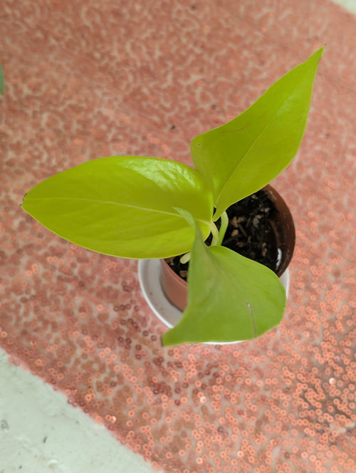 Epipremnum aureum 'neon pothos' image 1