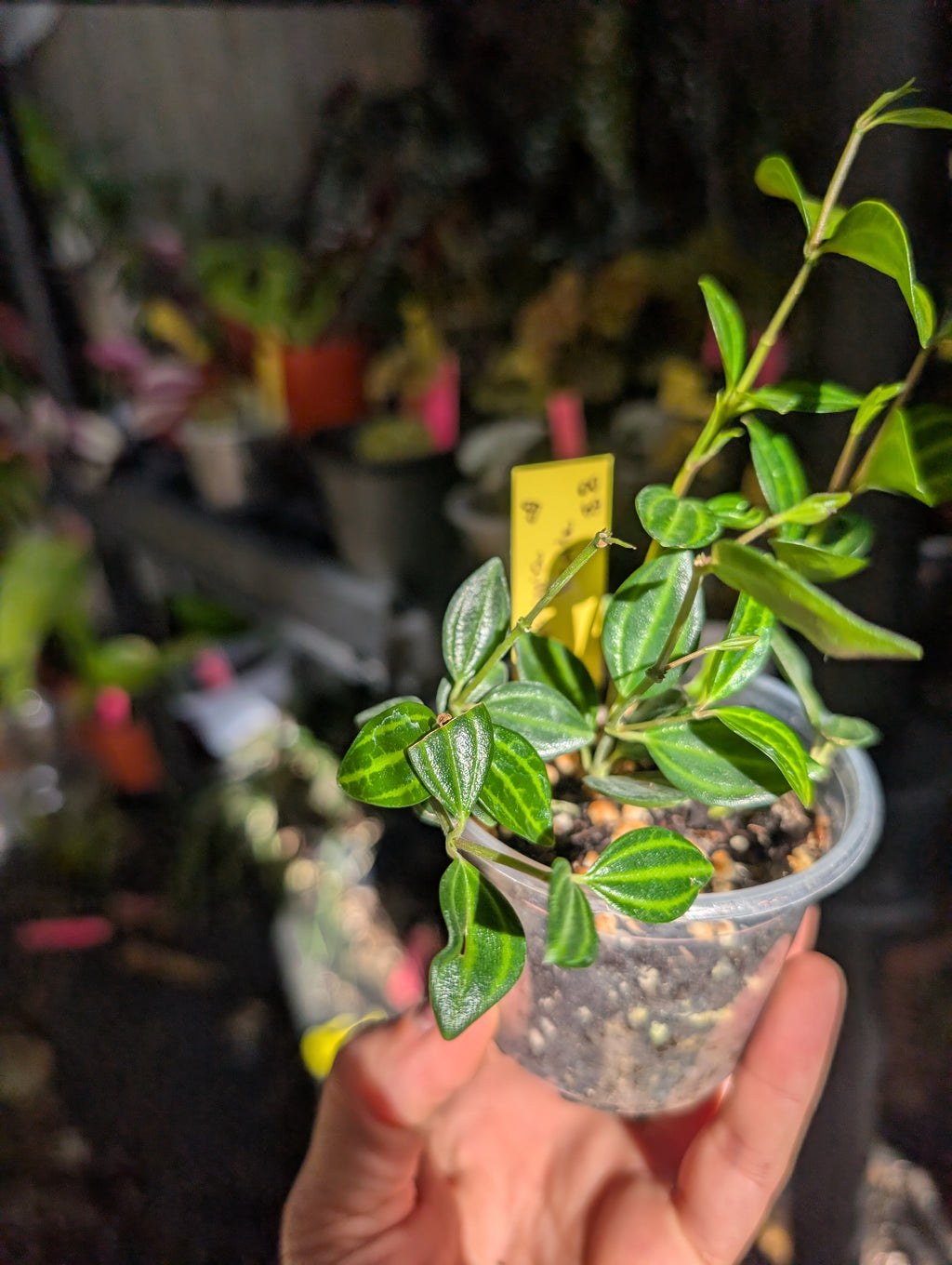 Peperomia angulata 'beetle' image 2