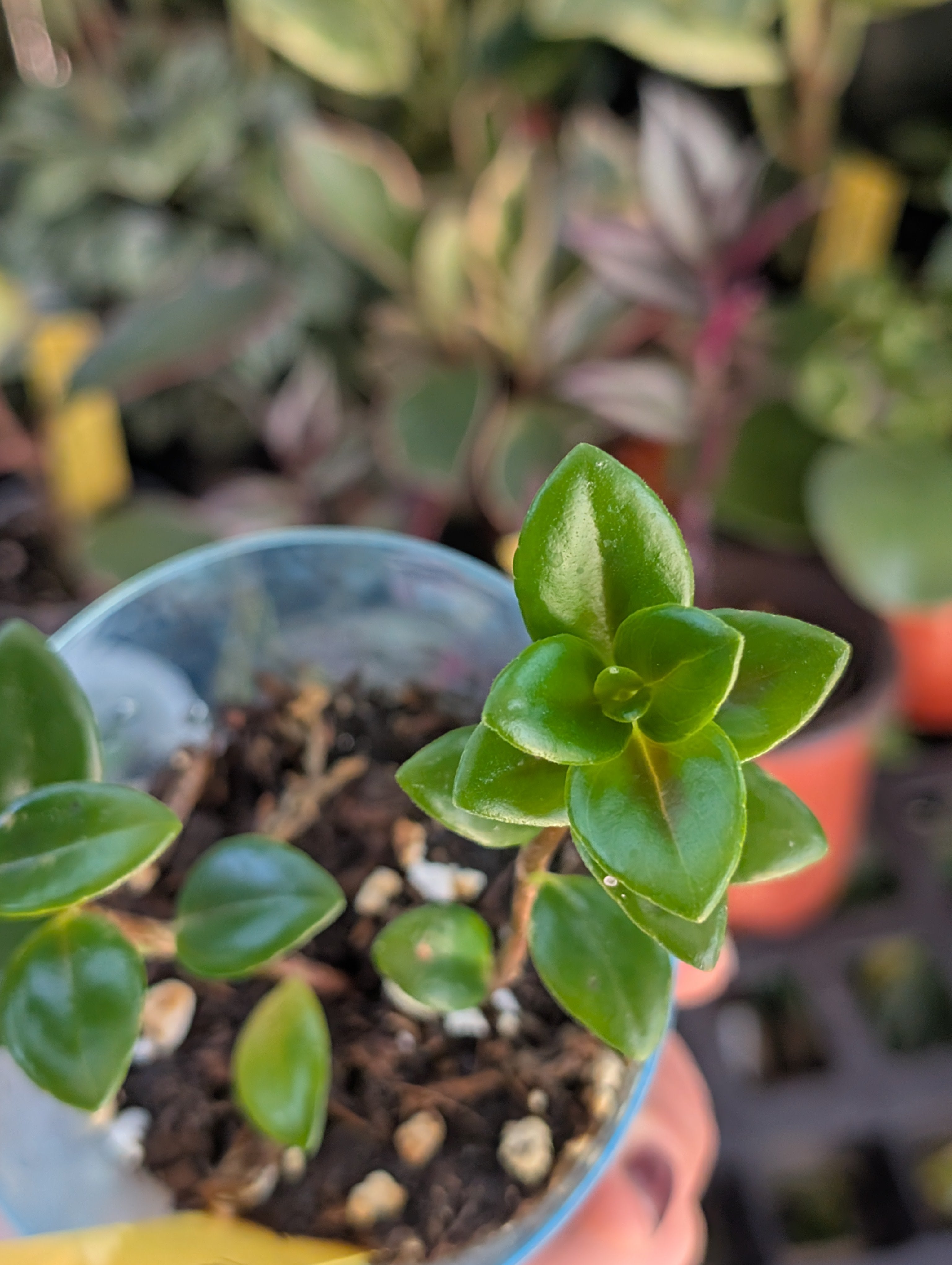 Nematanthus 'apres' image 2