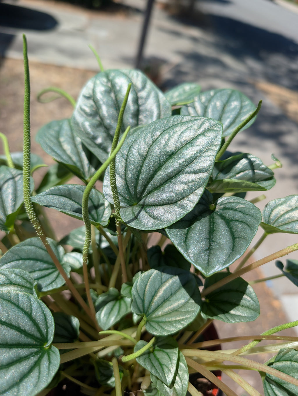 Peperomia caperata 'Moonlight' image 3