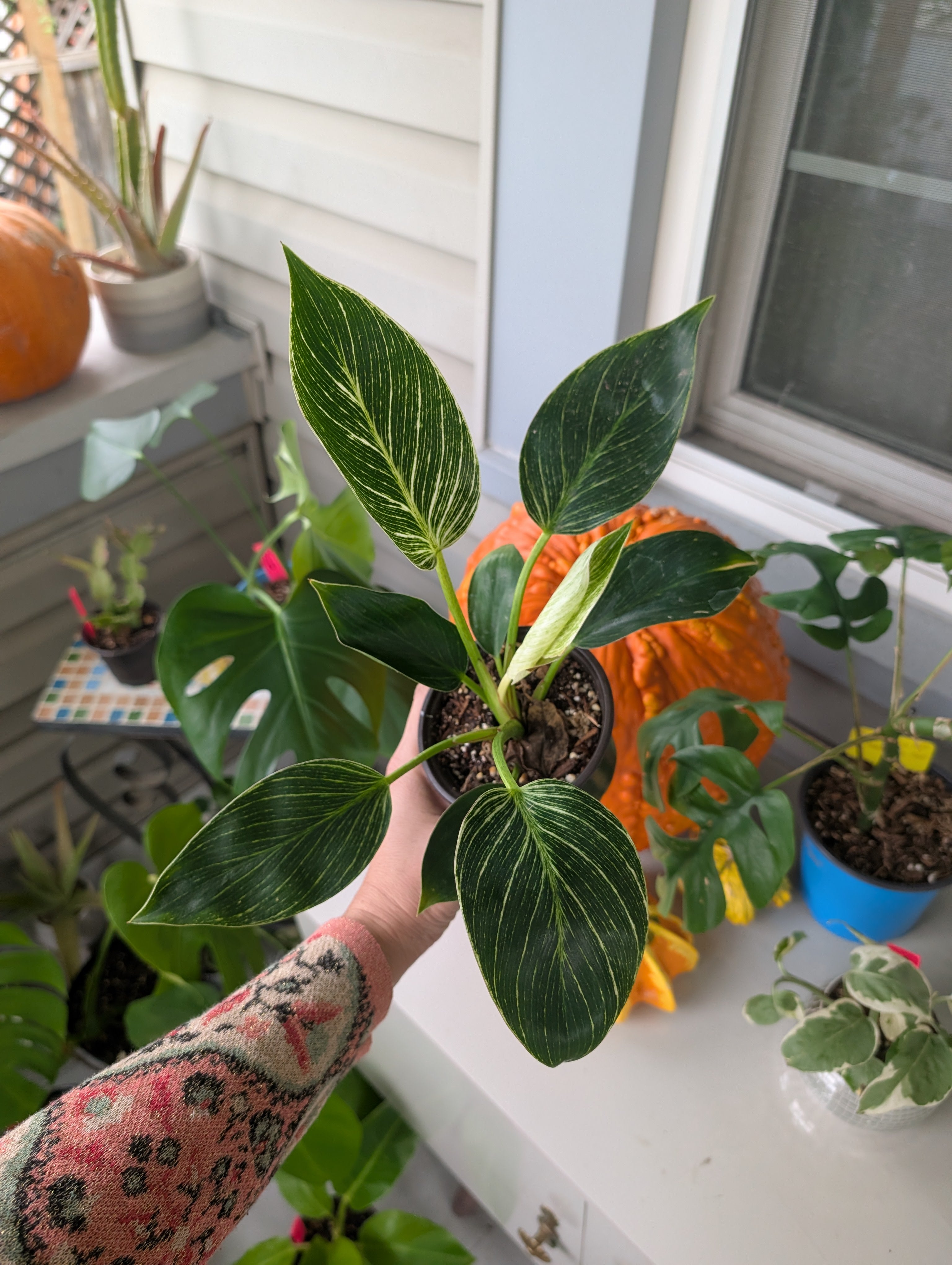 Philodendron 'birkin' image 10