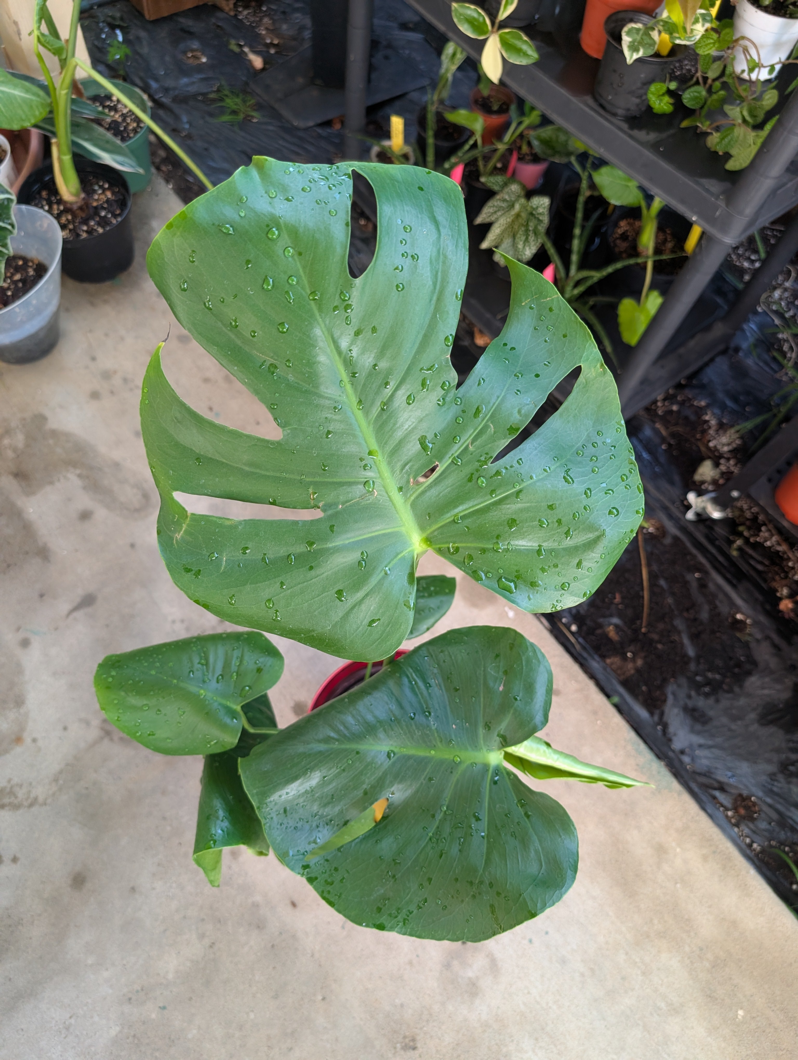 Monstera deliciosa image 8