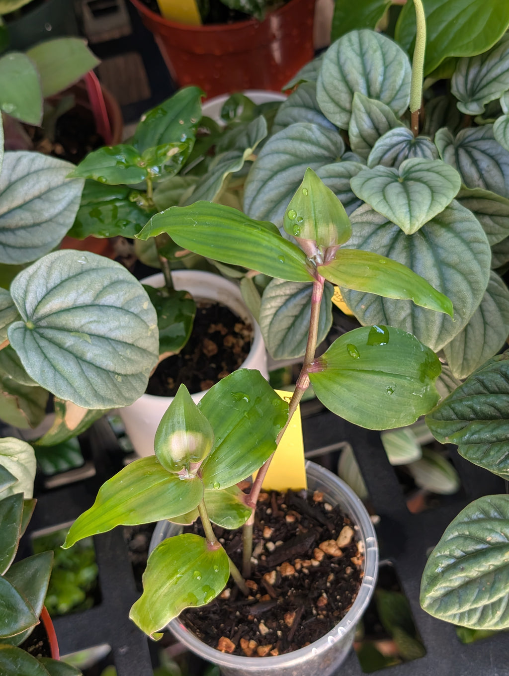 Tradescantia fluminensis 'blushing bride' image 5