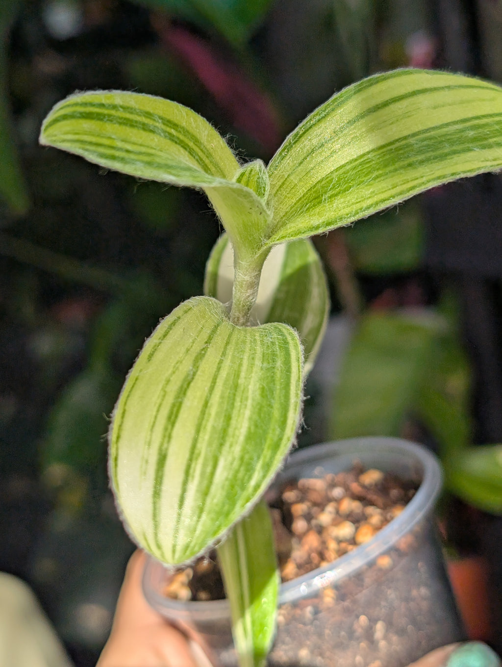 Tradescantia velvet stripe image 6