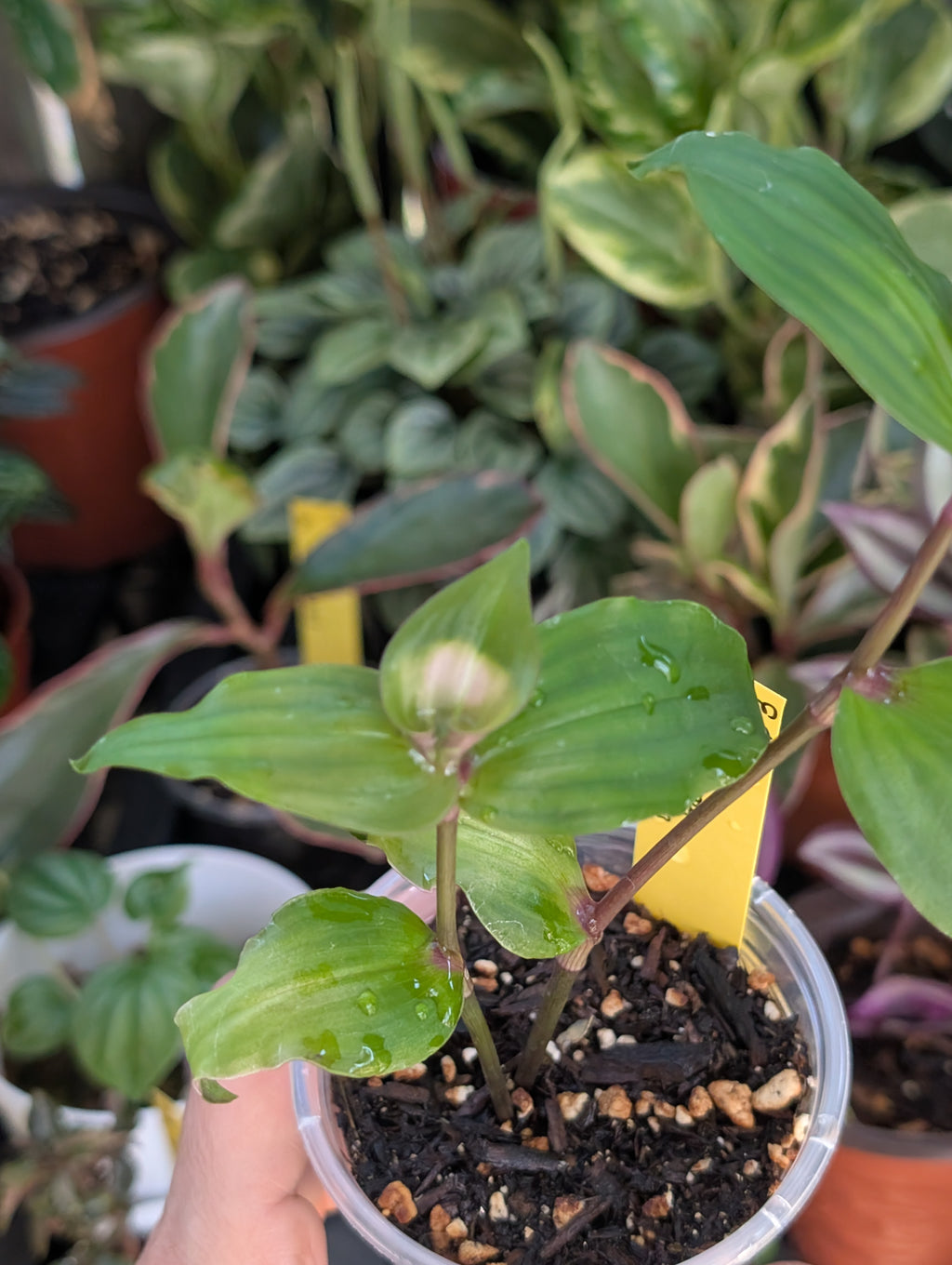 Tradescantia fluminensis 'blushing bride' image 1