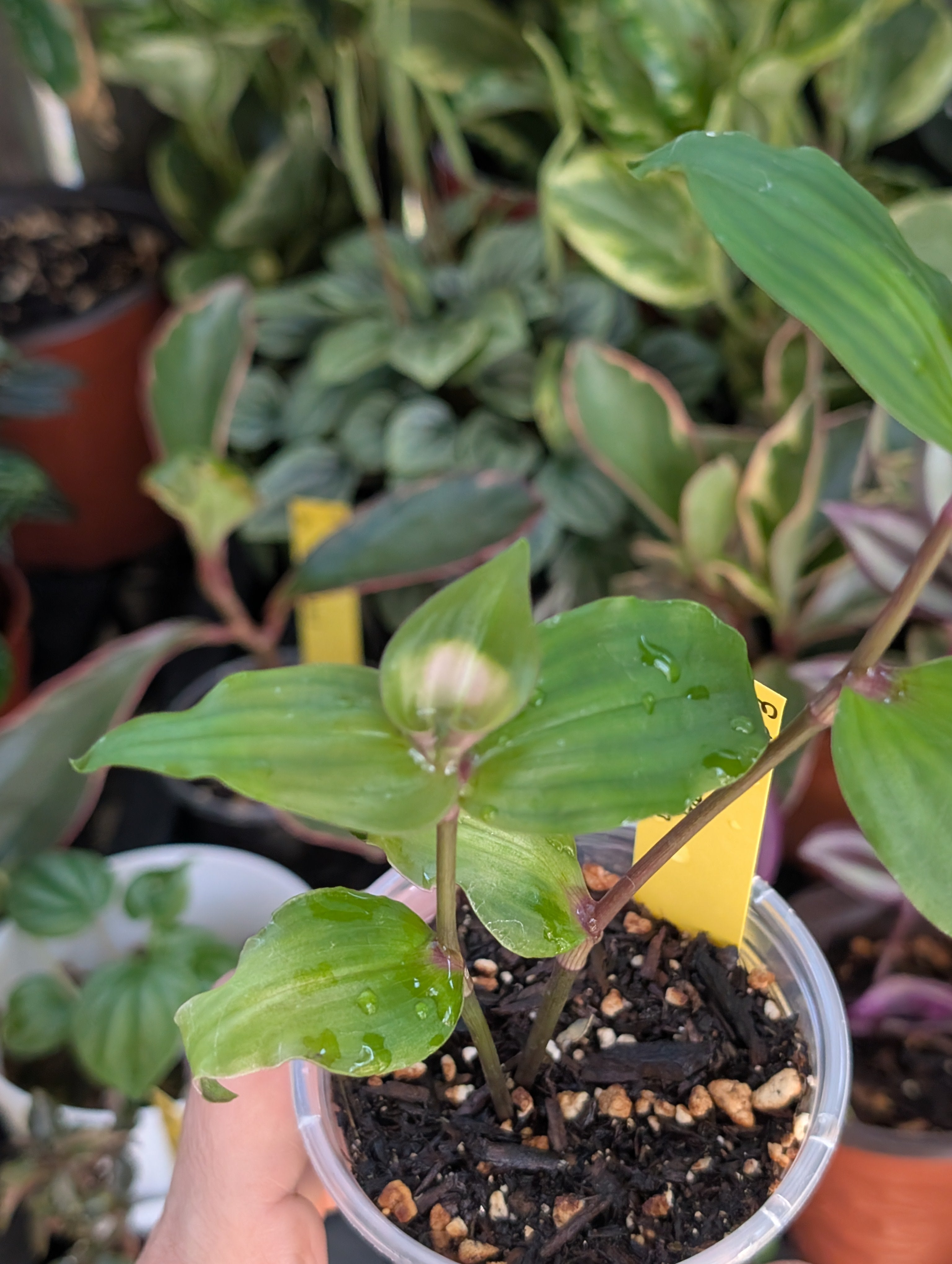 Tradescantia fluminensis 'blushing bride' image 1