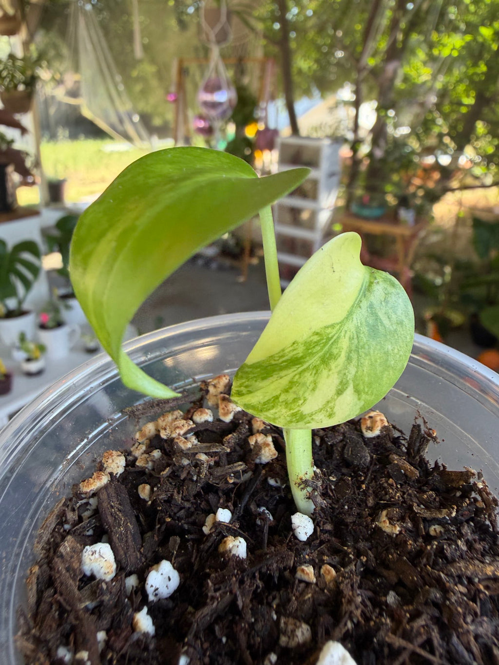 Monstera Yellow Marilyn image 0