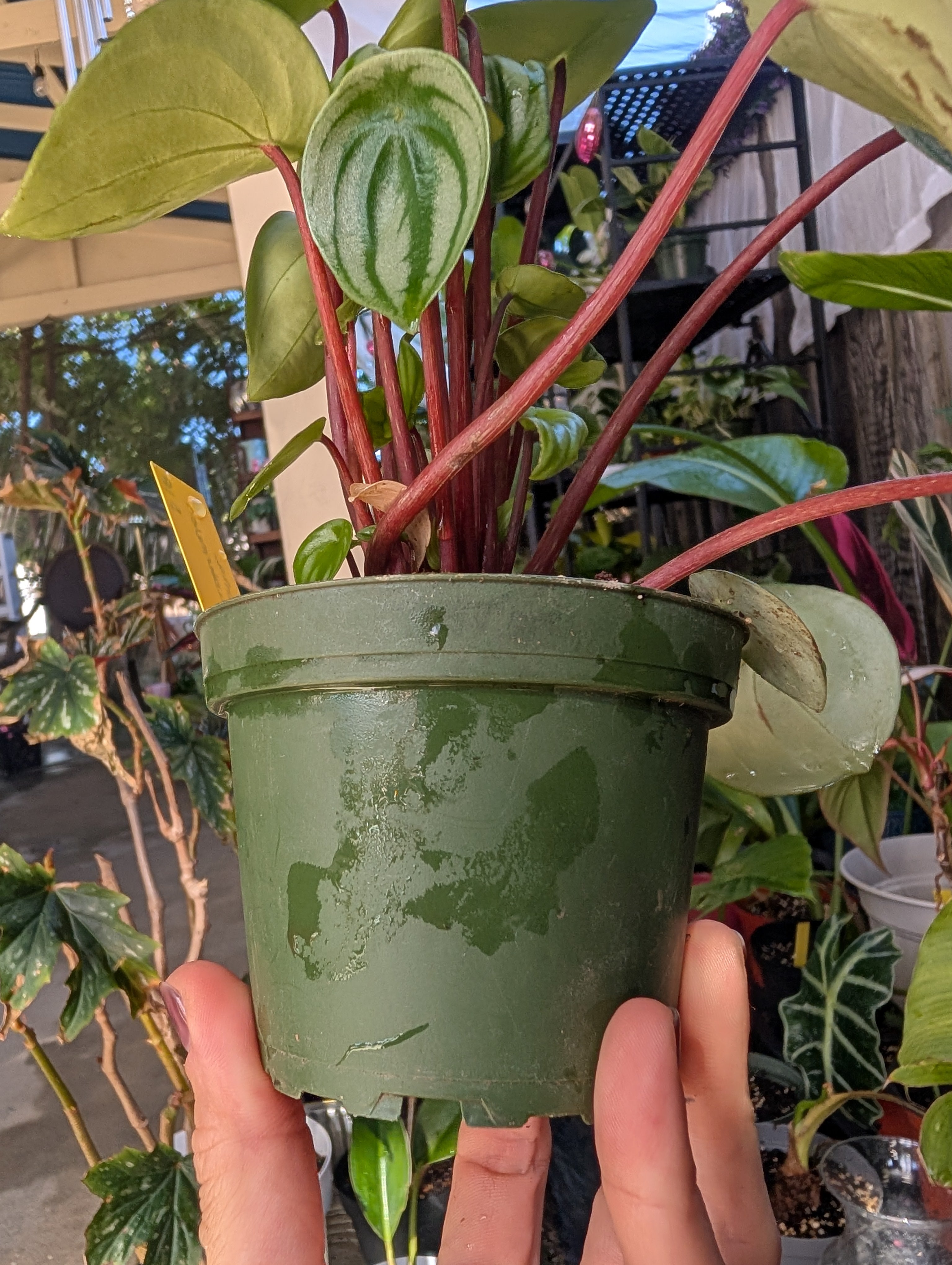 Peperomia watermelon 🍉 image 9
