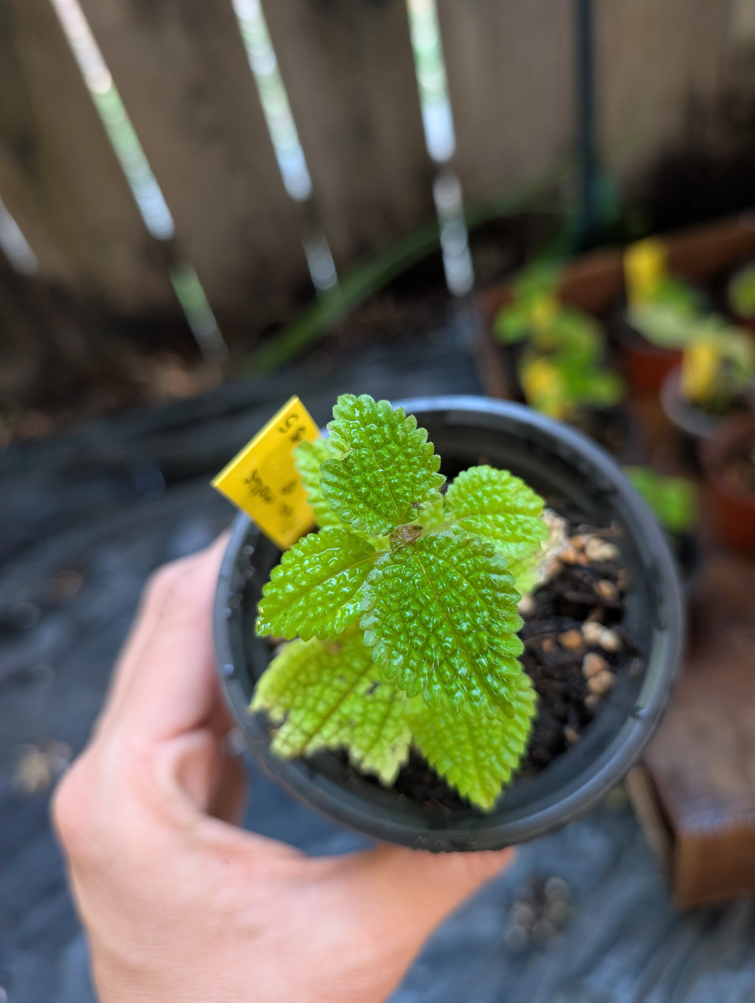 Pilea peperomioides 'moon' starters image 1