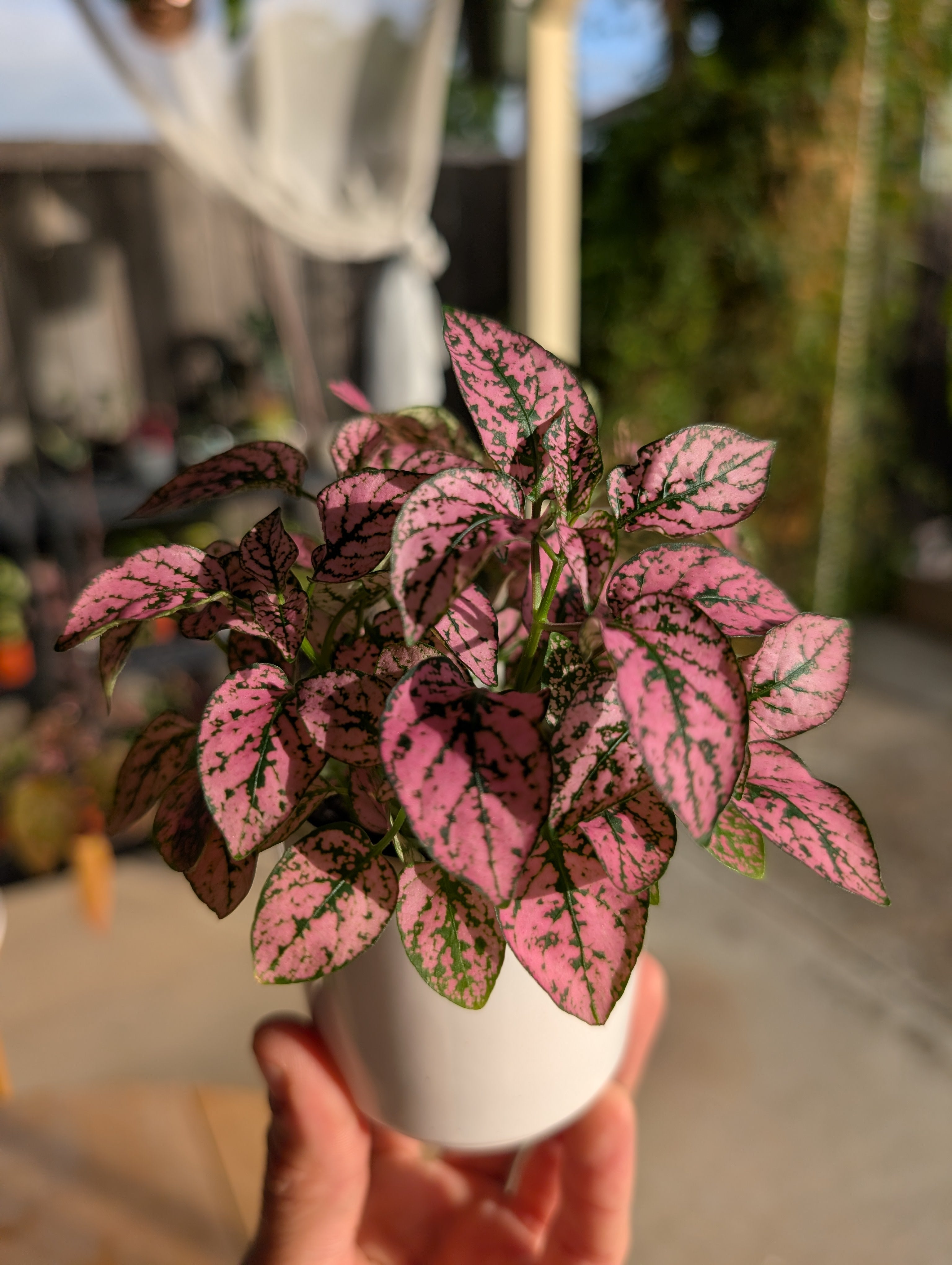 Polkadot Splash Plant image 3