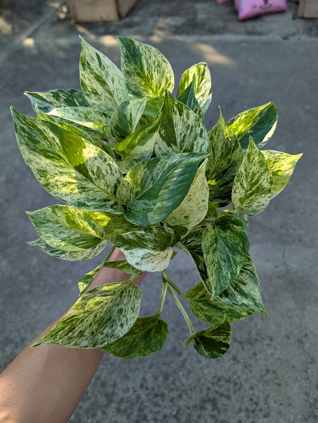 Epipremnum aureum 'marble queen' image 0