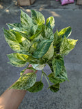 Epipremnum aureum 'marble queen' image 0