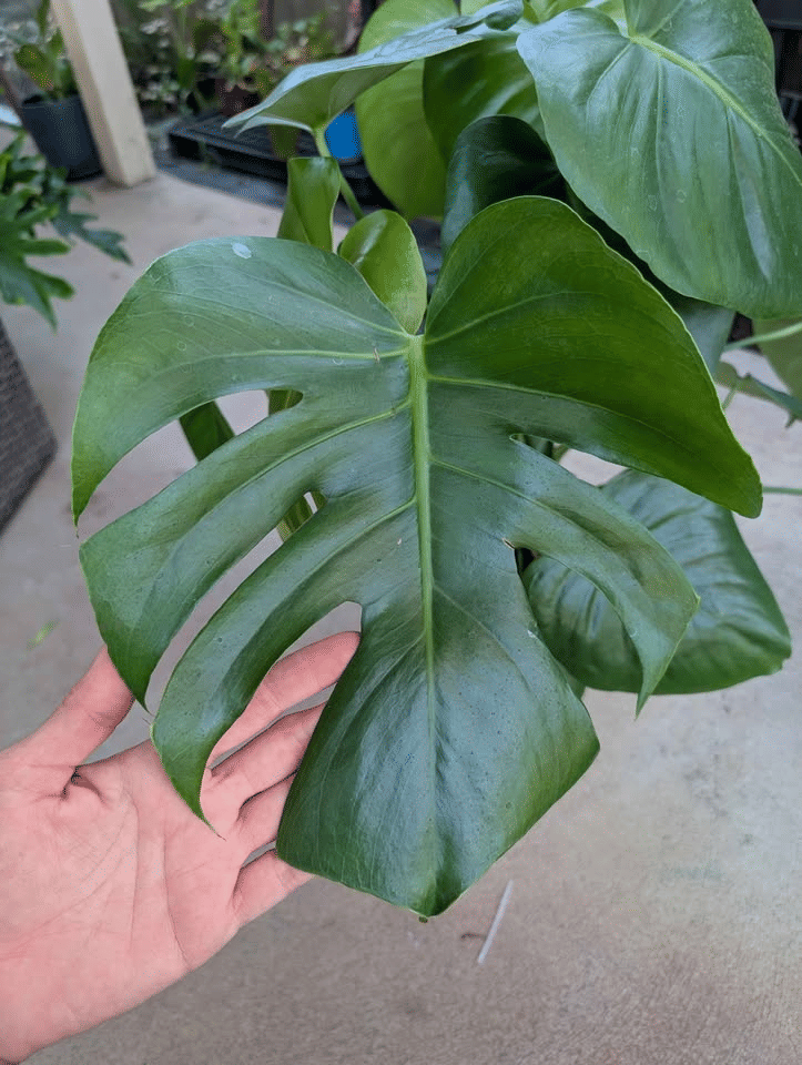 Monstera deliciosa image 6