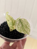 Monstera Legacy image 0