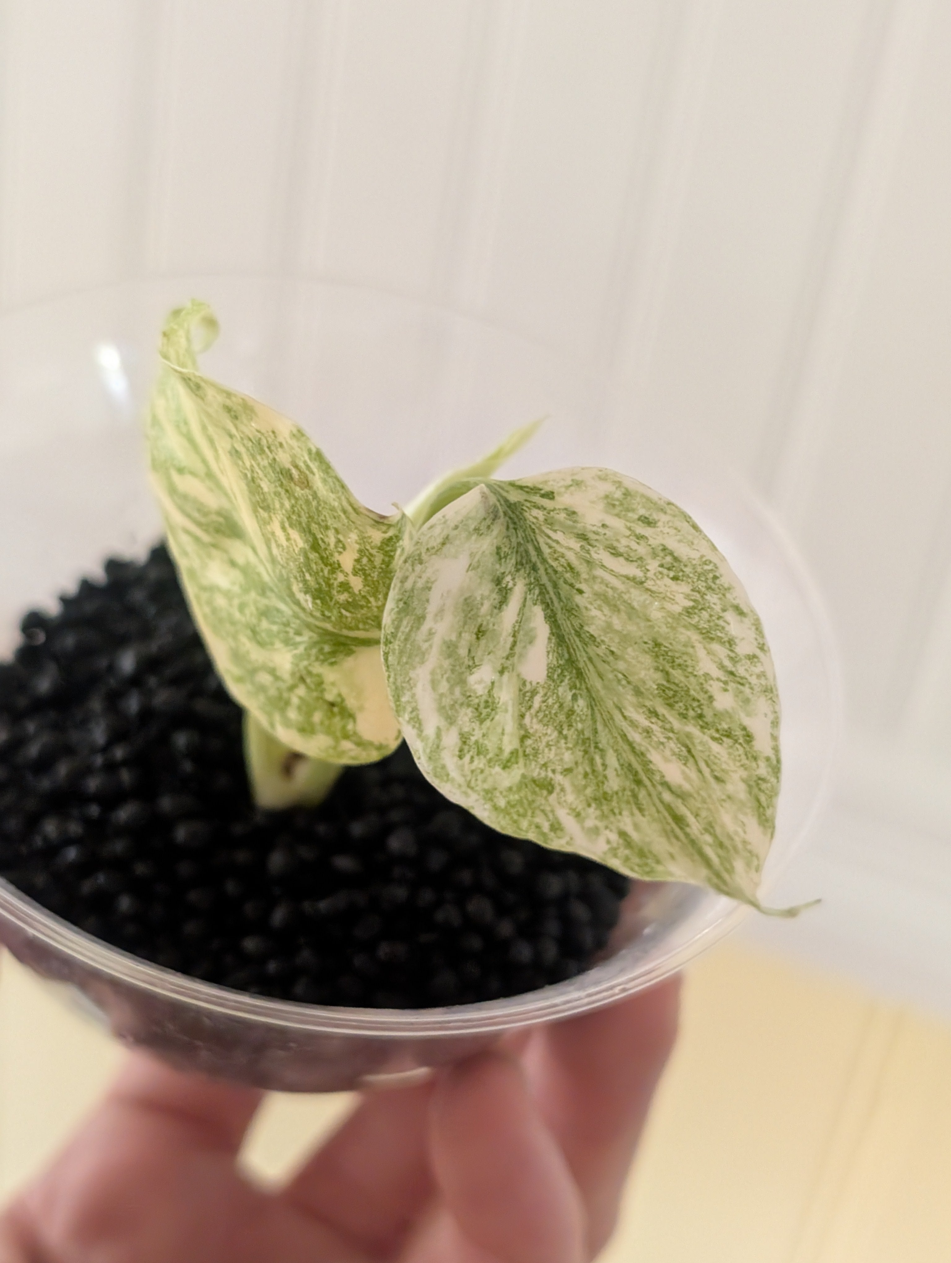 Monstera Legacy image 0