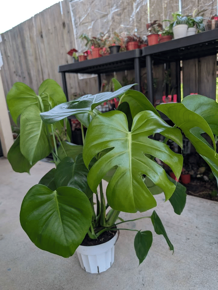 Monstera deliciosa image 4