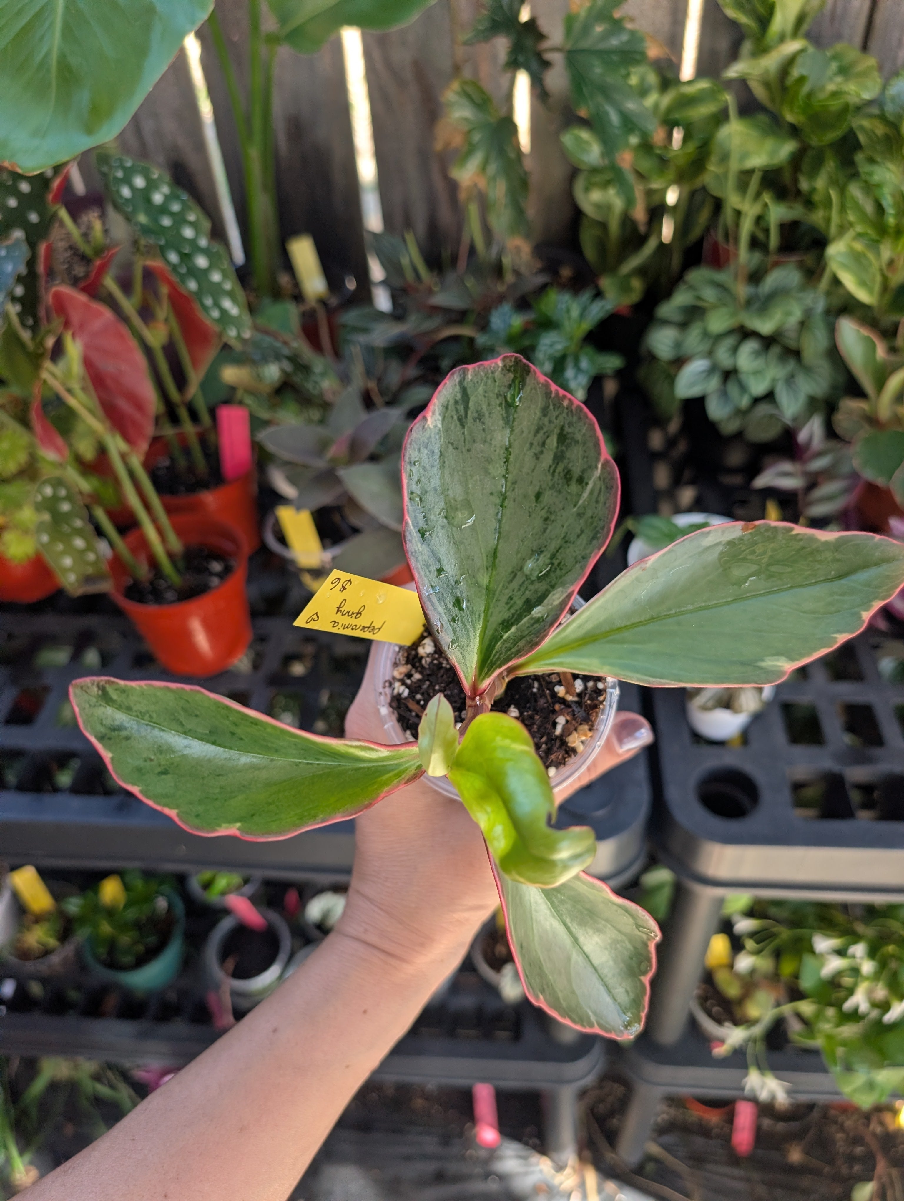 Peperomia ginny 'pink white and green' image 9