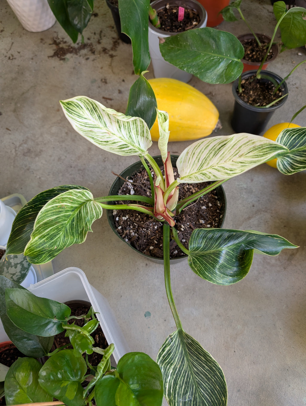 Philodendron 'birkin' image 8