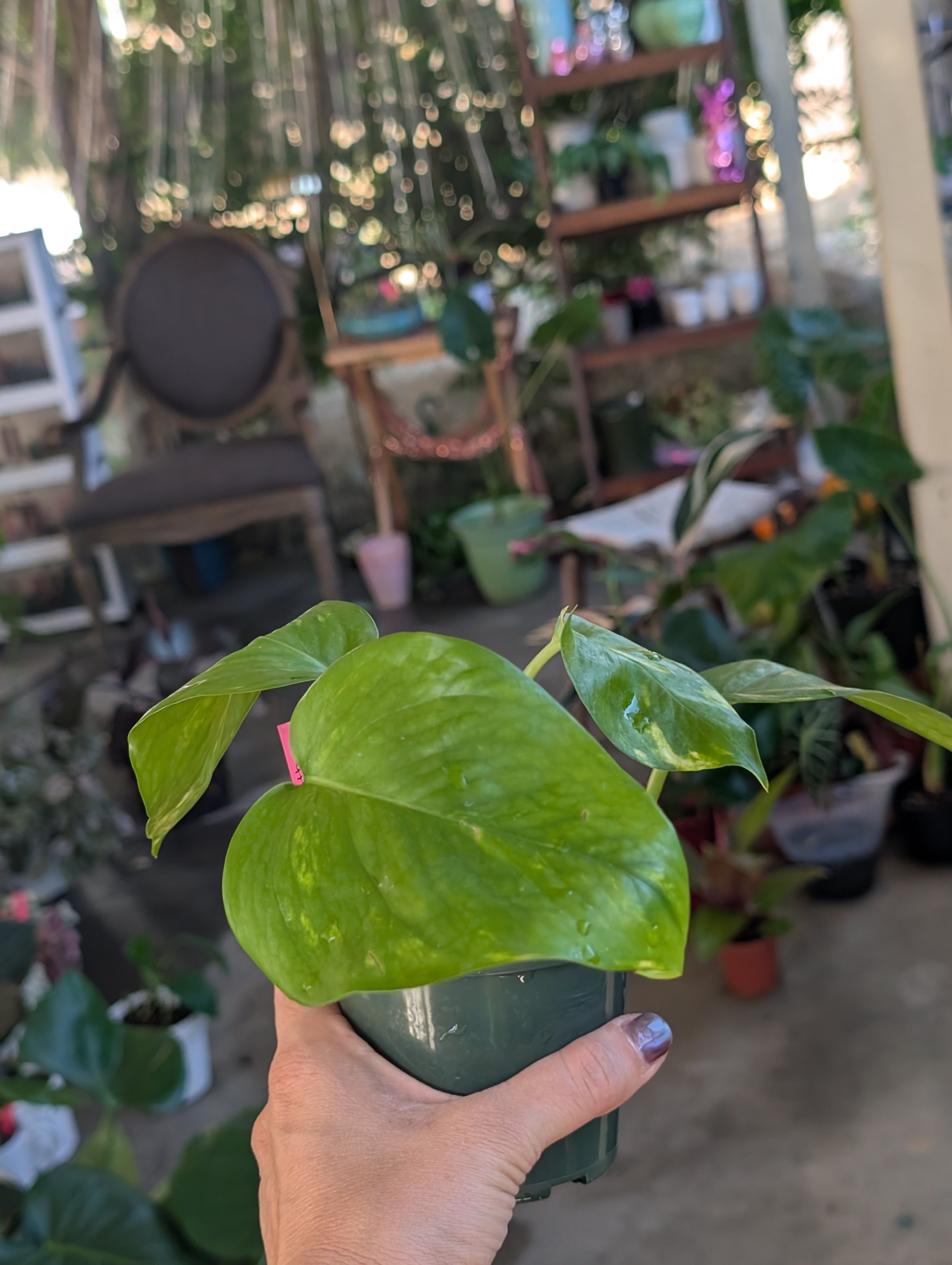 Epipremnum aureum 'golden pothos' image 7