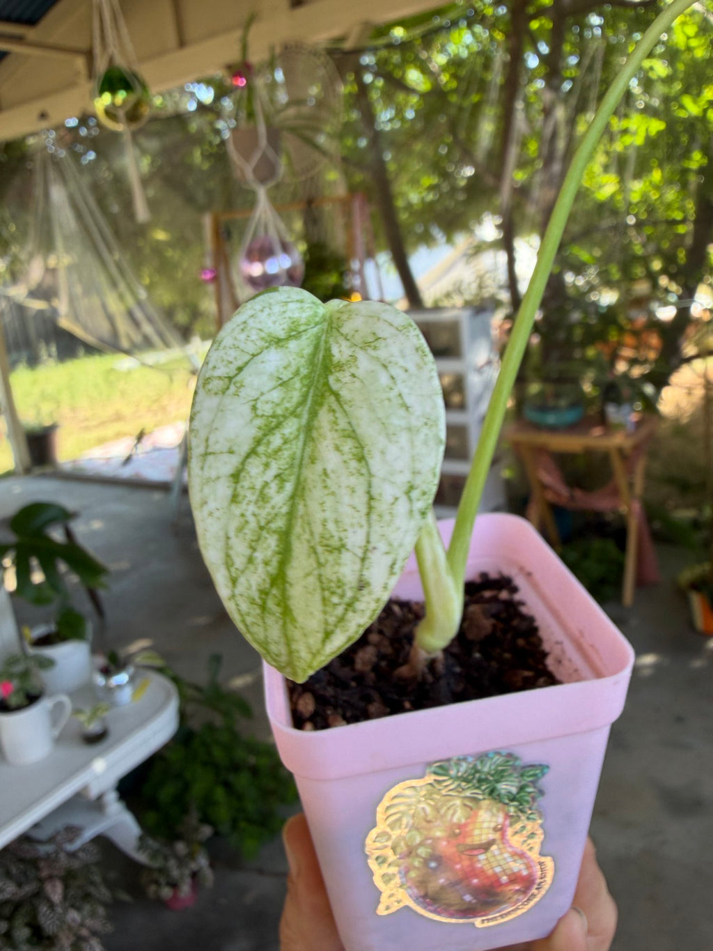 Monstera mint variegated 🌿 image 1