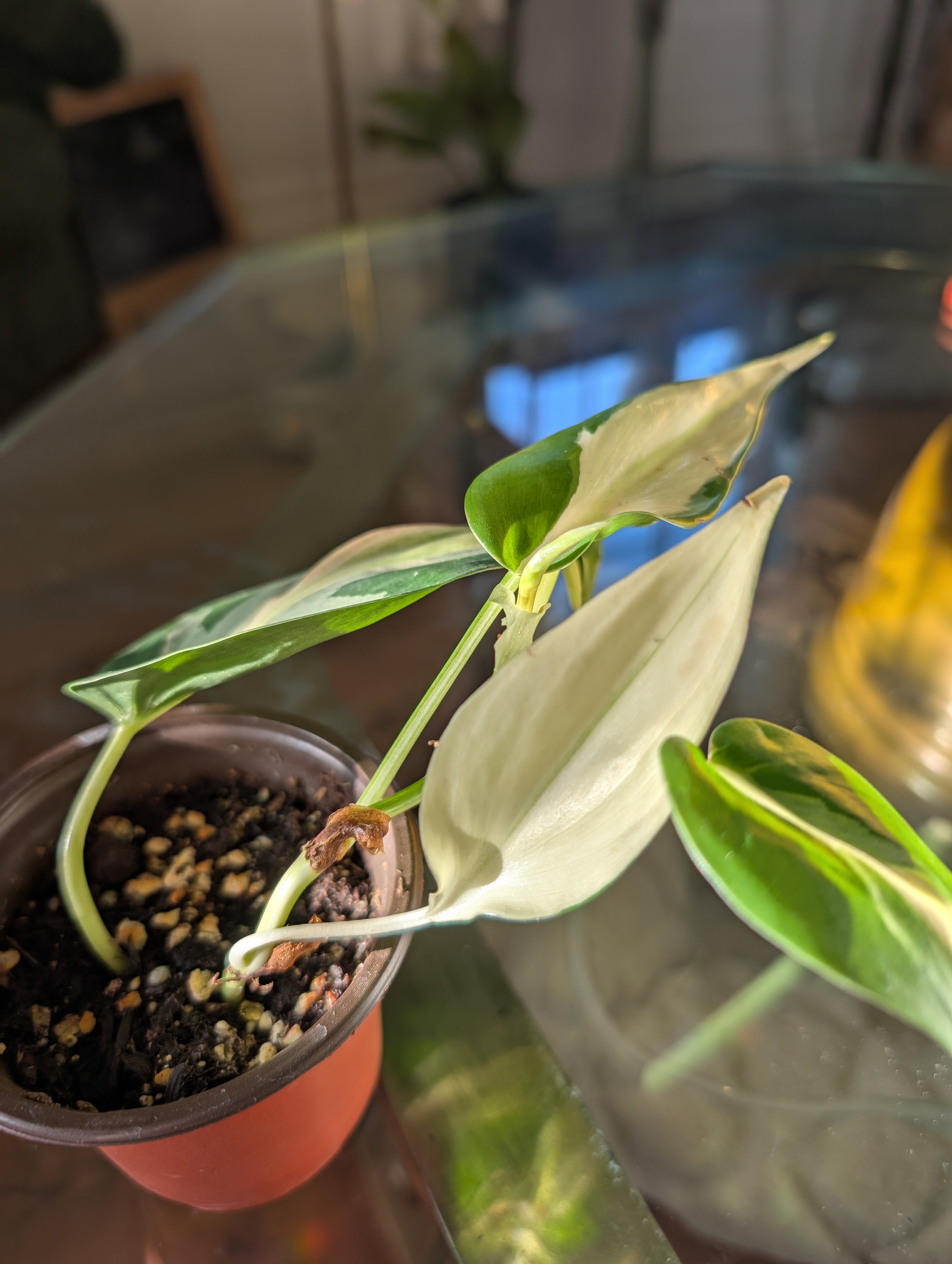 Philodendron hederaceum 'Cream Splash' image 3