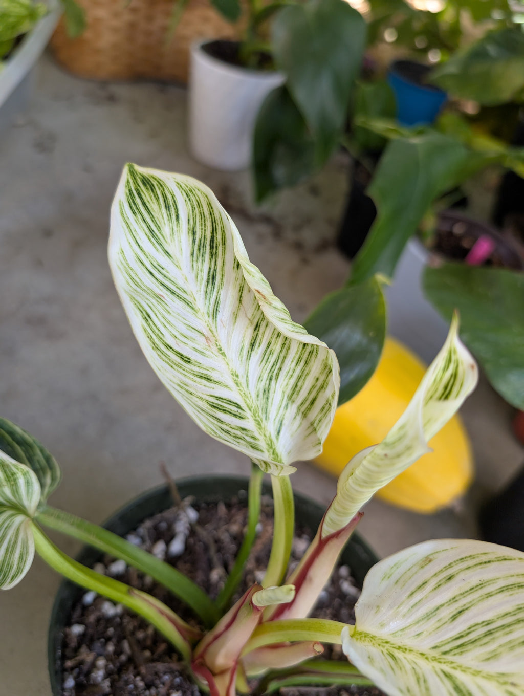 Philodendron 'birkin' image 9