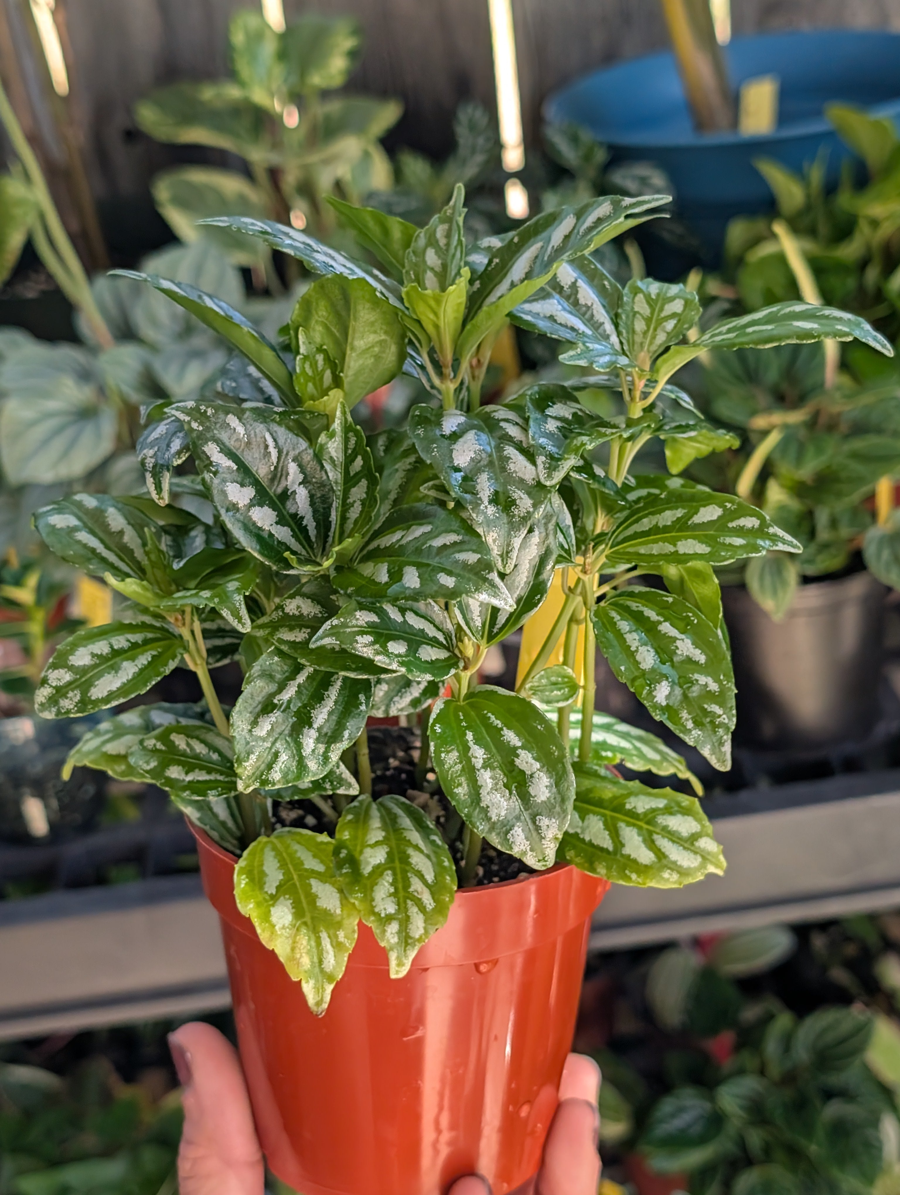 Pilea aluminum 'norfolk' image 3