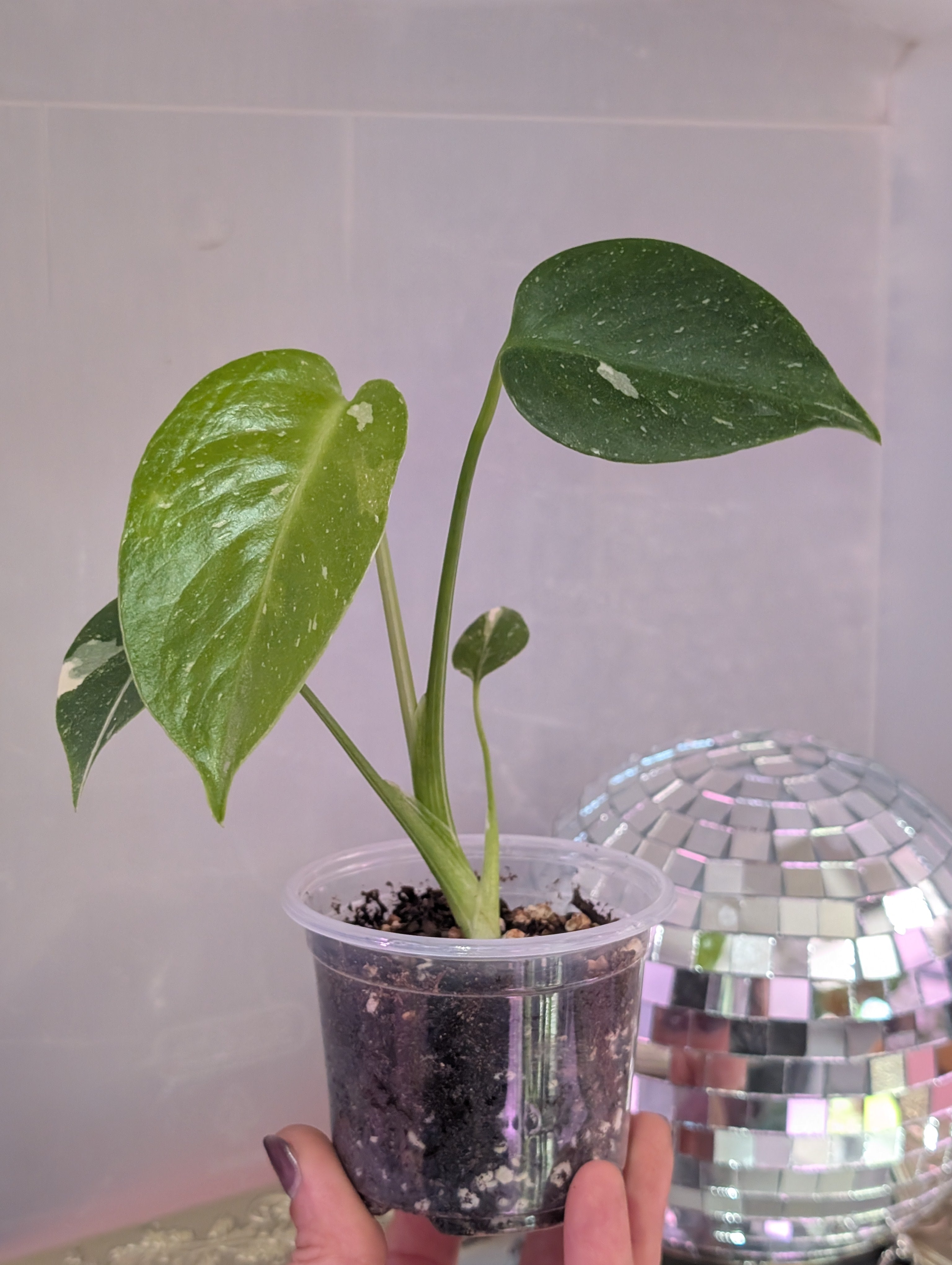 Monstera deliciosa 'Thai Constellation' image 9