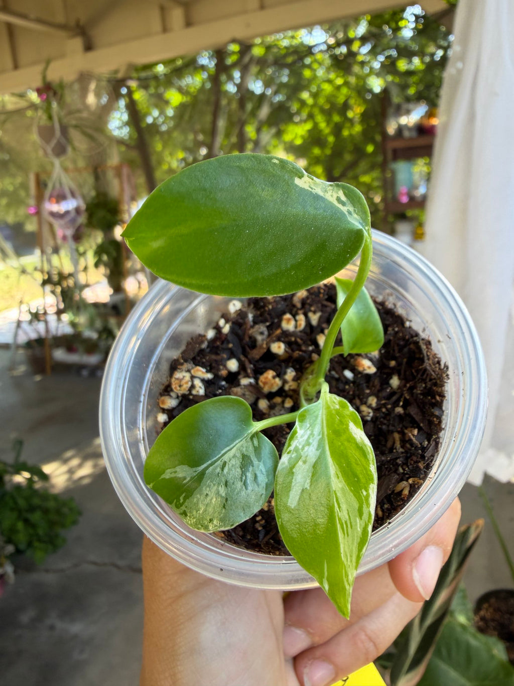 Monstera deliciosa 'Bulbasaur' Plantet image 2