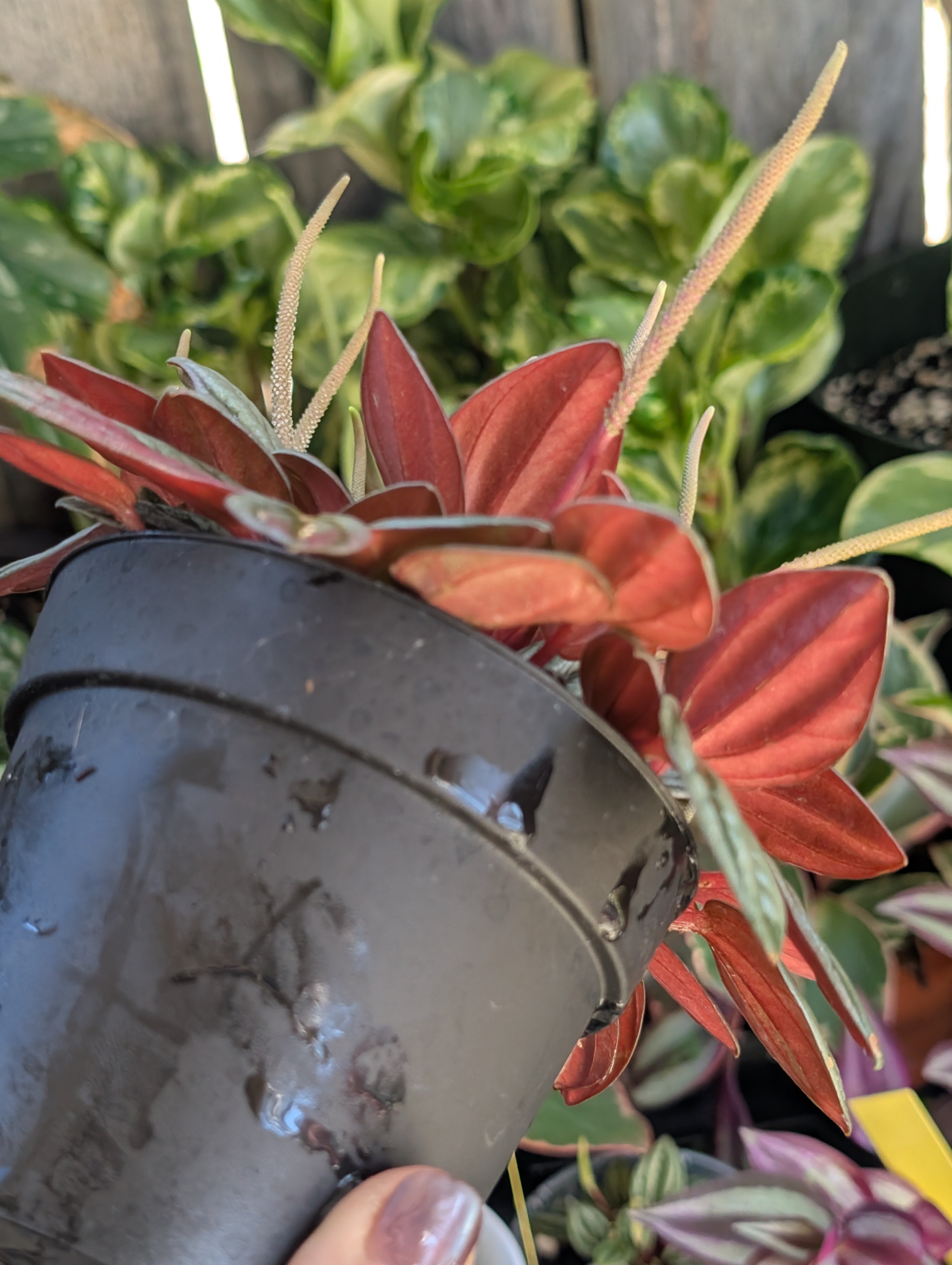 Peperomia 'san marino' image 7