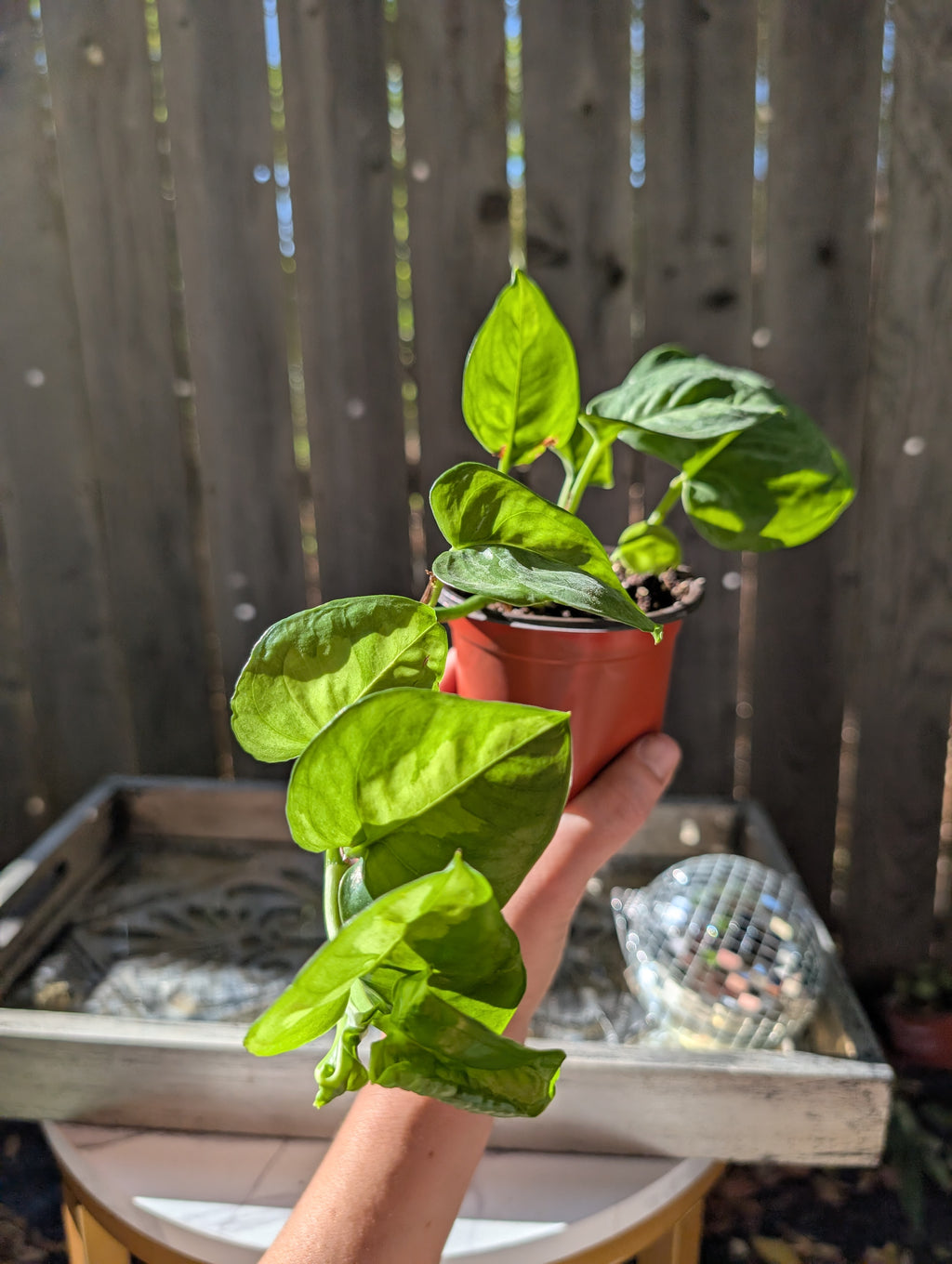 Global Green Pothos image 4
