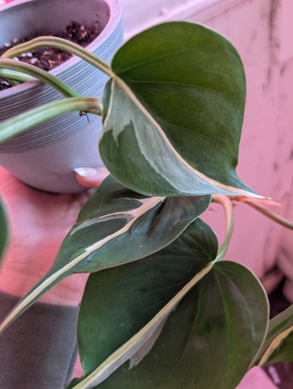 Philodendron hederaceum 'Cream Splash' image 2