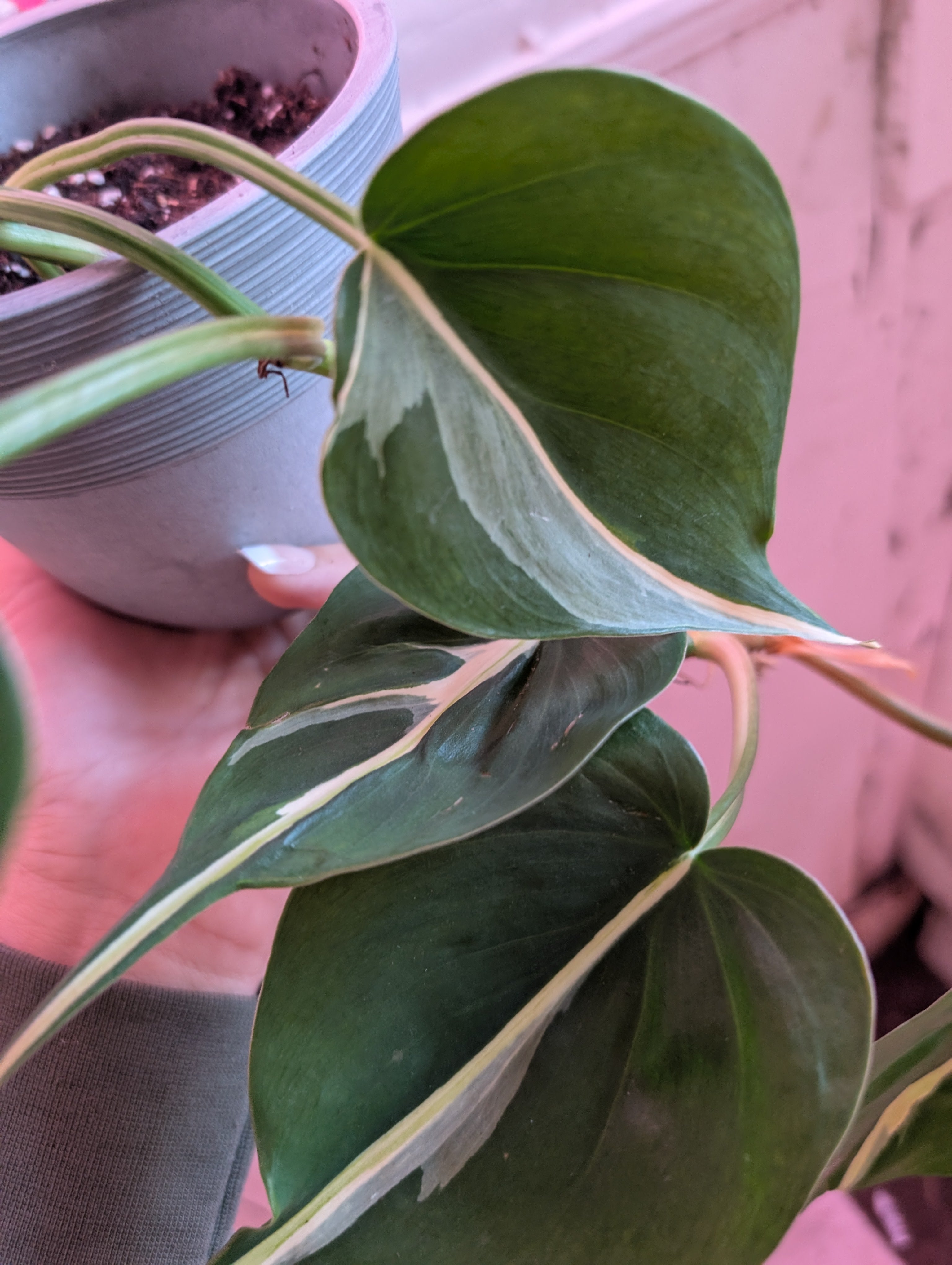 Philodendron hederaceum 'Cream Splash' image 2