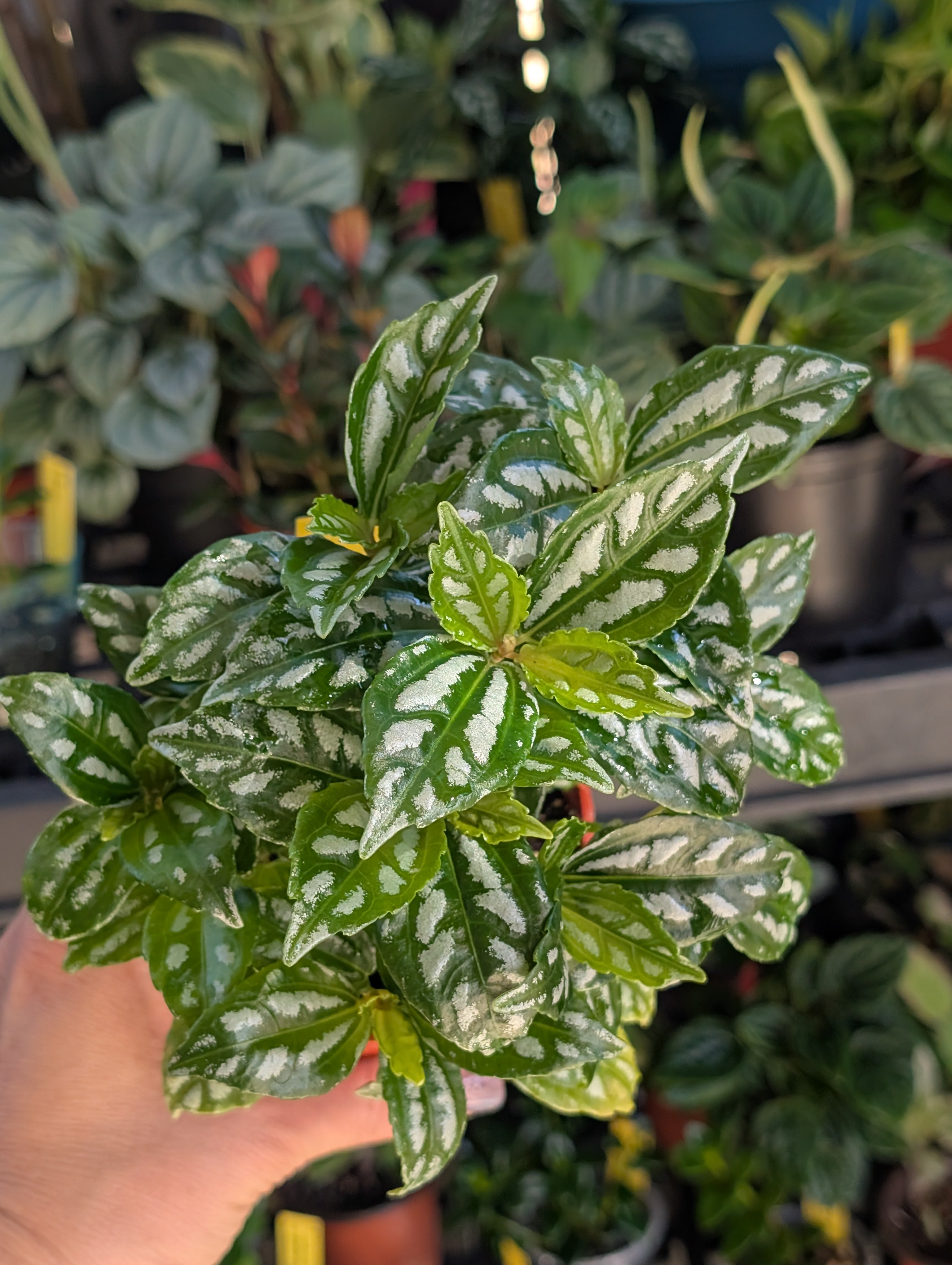 Pilea aluminum 'norfolk' image 5