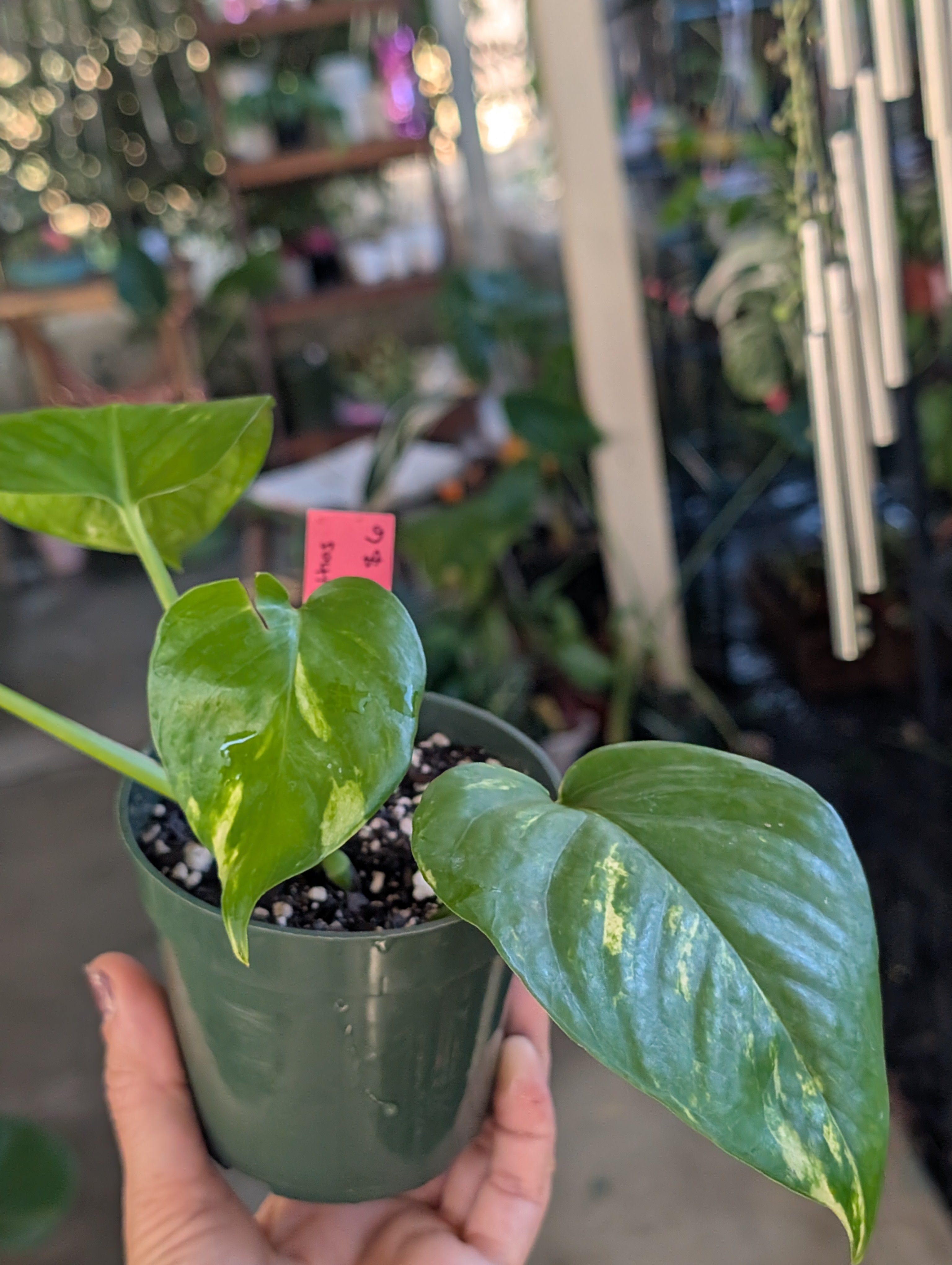Epipremnum aureum 'golden pothos' image 8