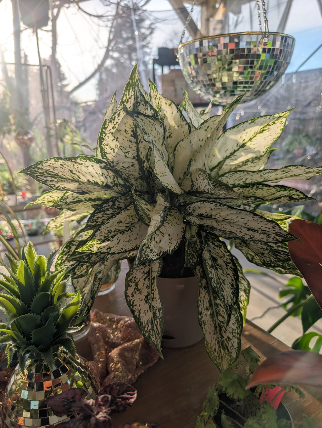 Aglaonema 'First Diamond' image 4