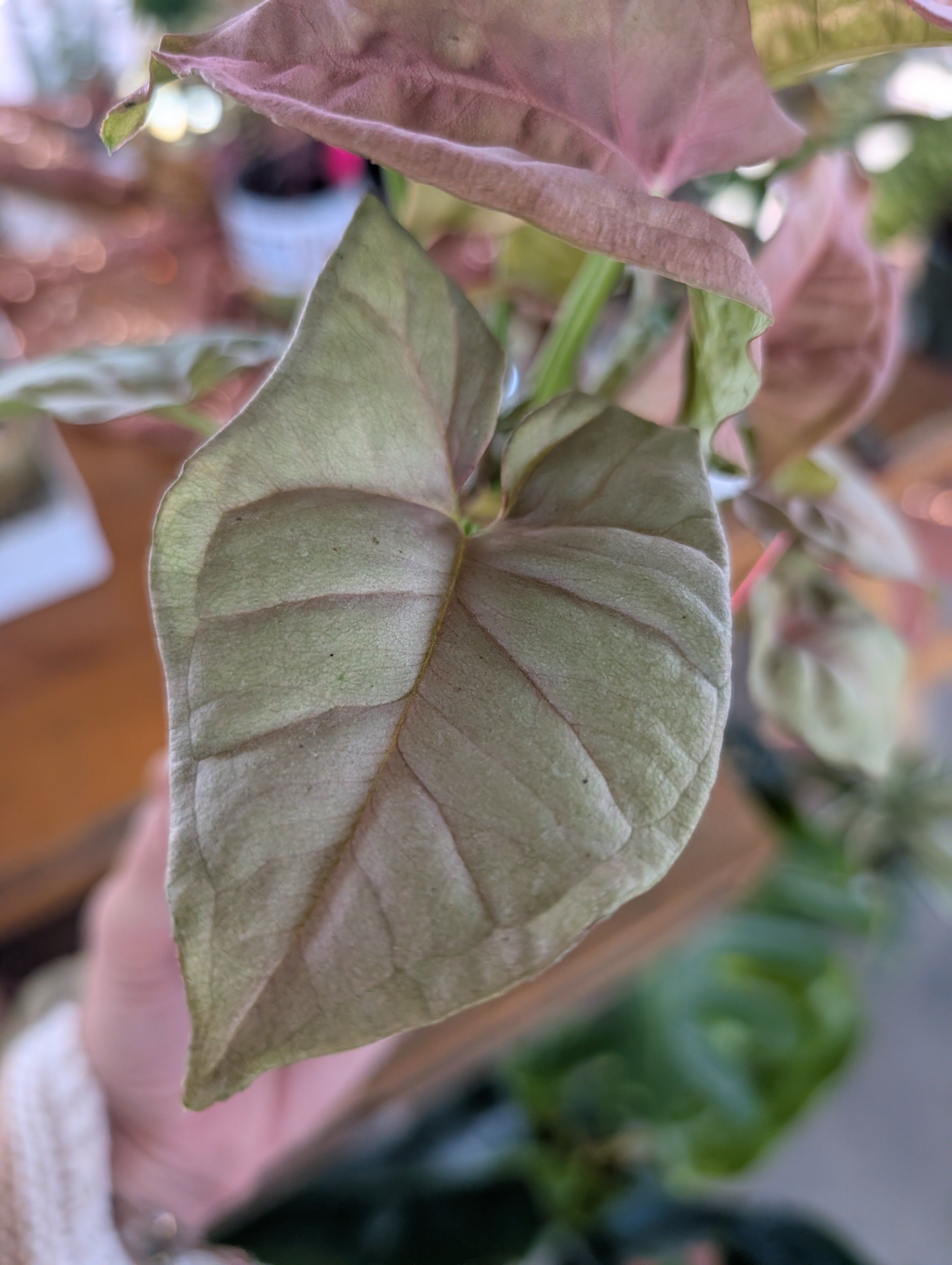 Pink Syngonium image 7