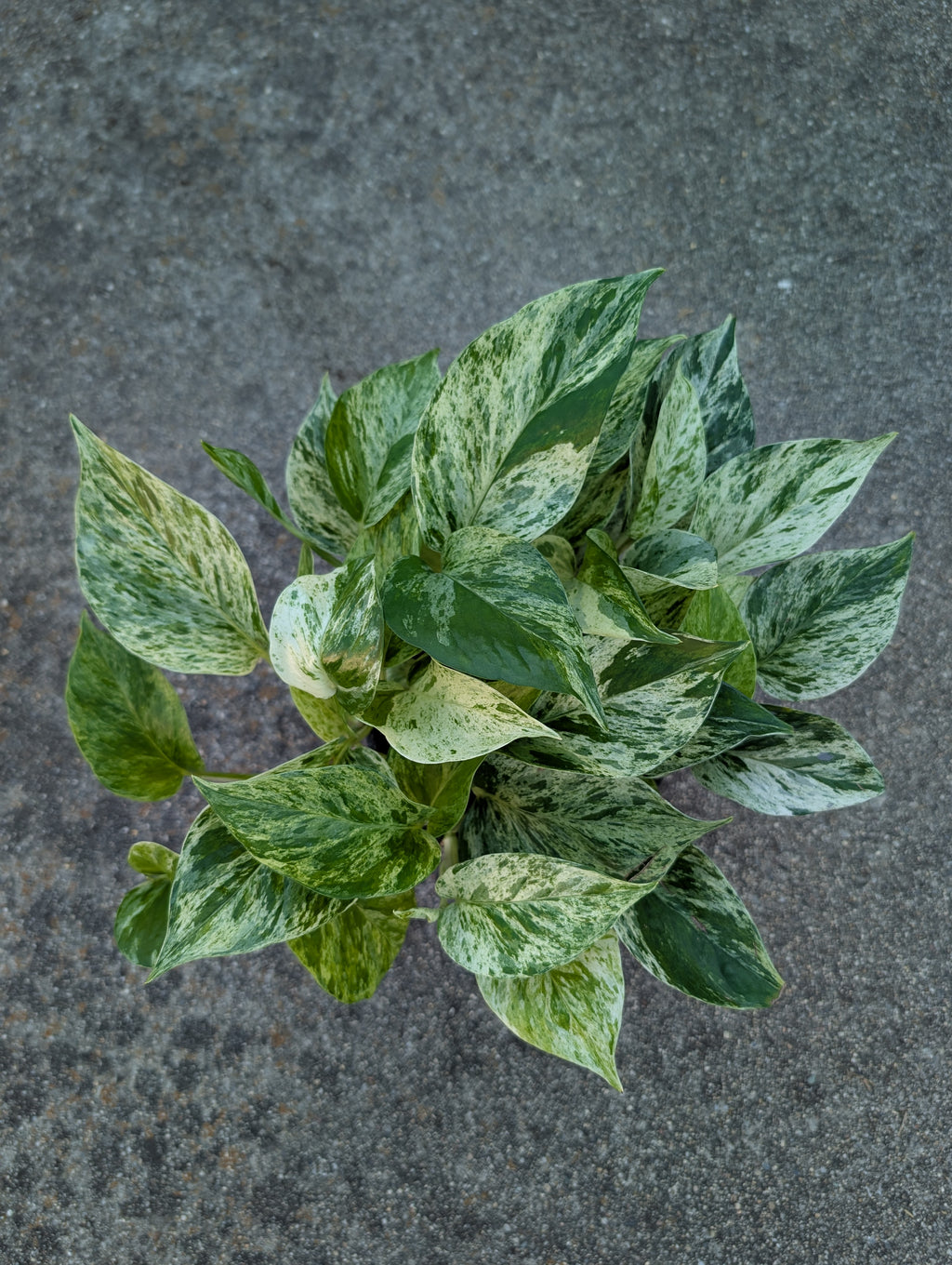 Epipremnum aureum 'marble queen' image 6