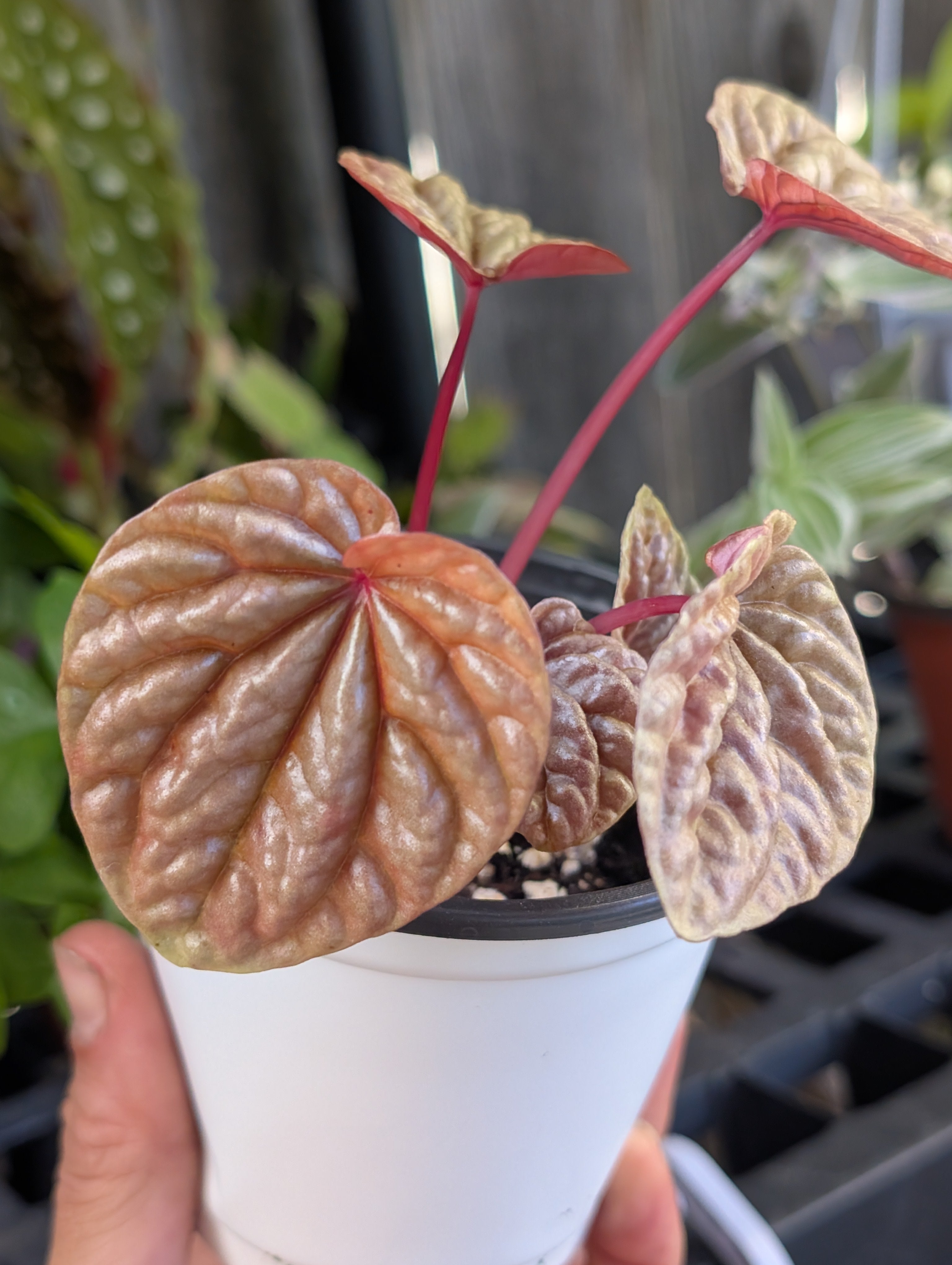 Peperomia Quito (4" Pot) image 9