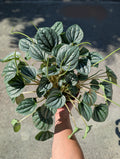 Peperomia caperata 'frost' image 0